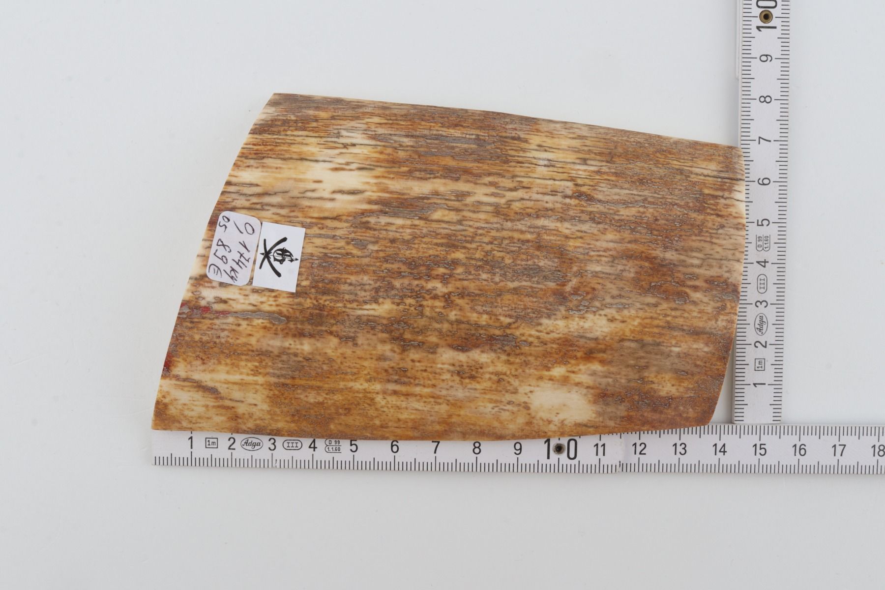 Brown-orange mammoth bark