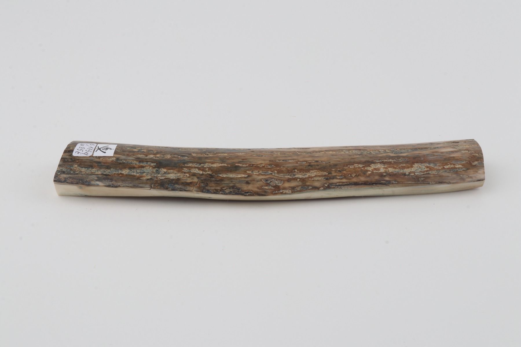 Beige mammoth bark