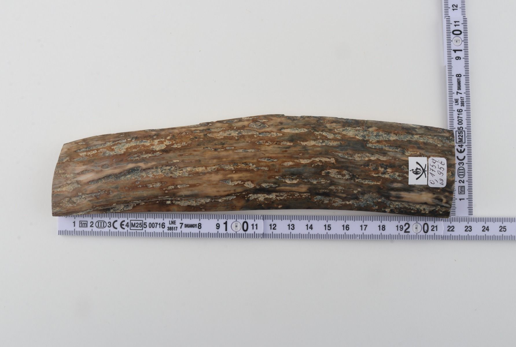 Beige mammoth bark
