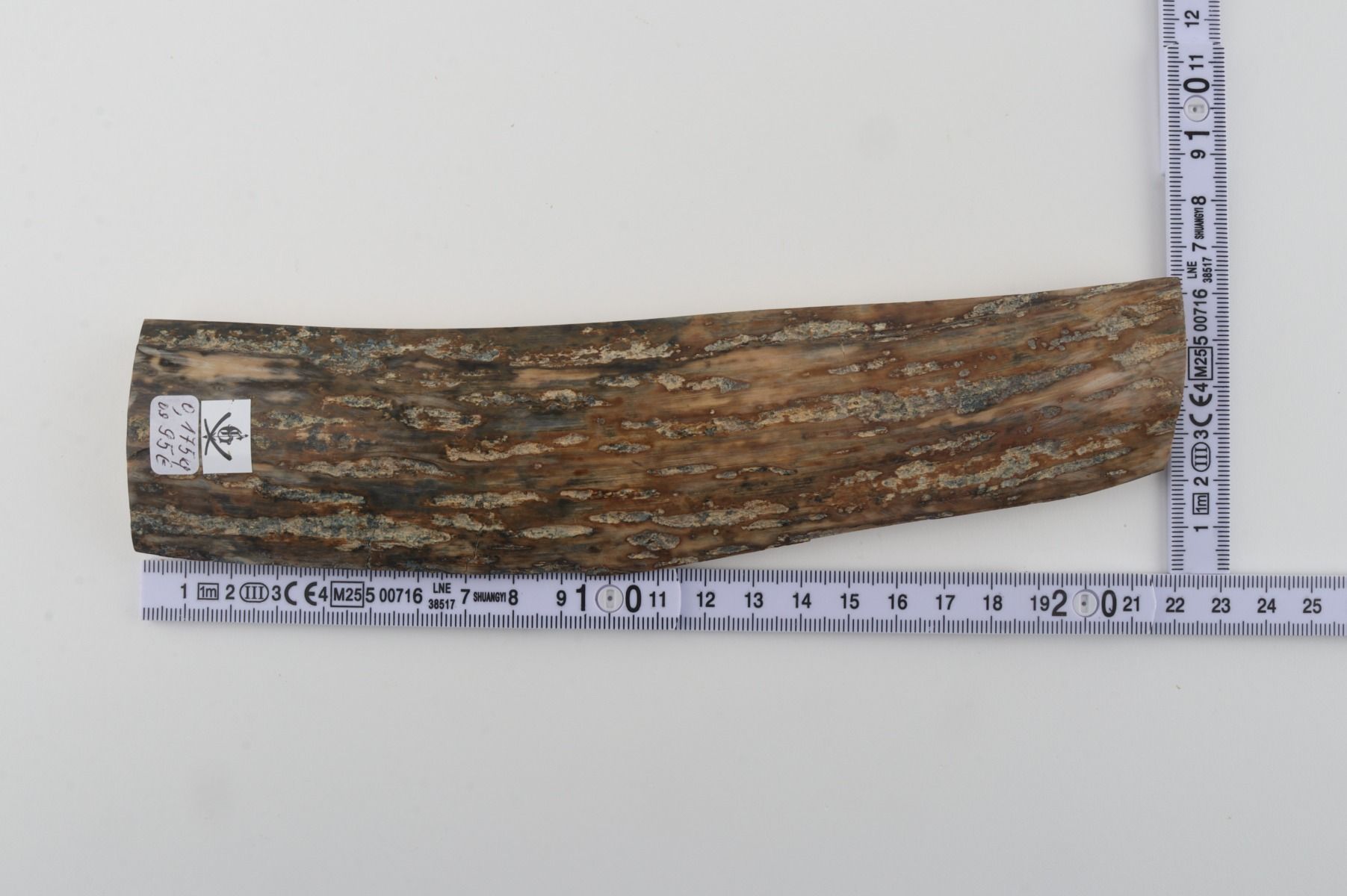 Beige mammoth bark