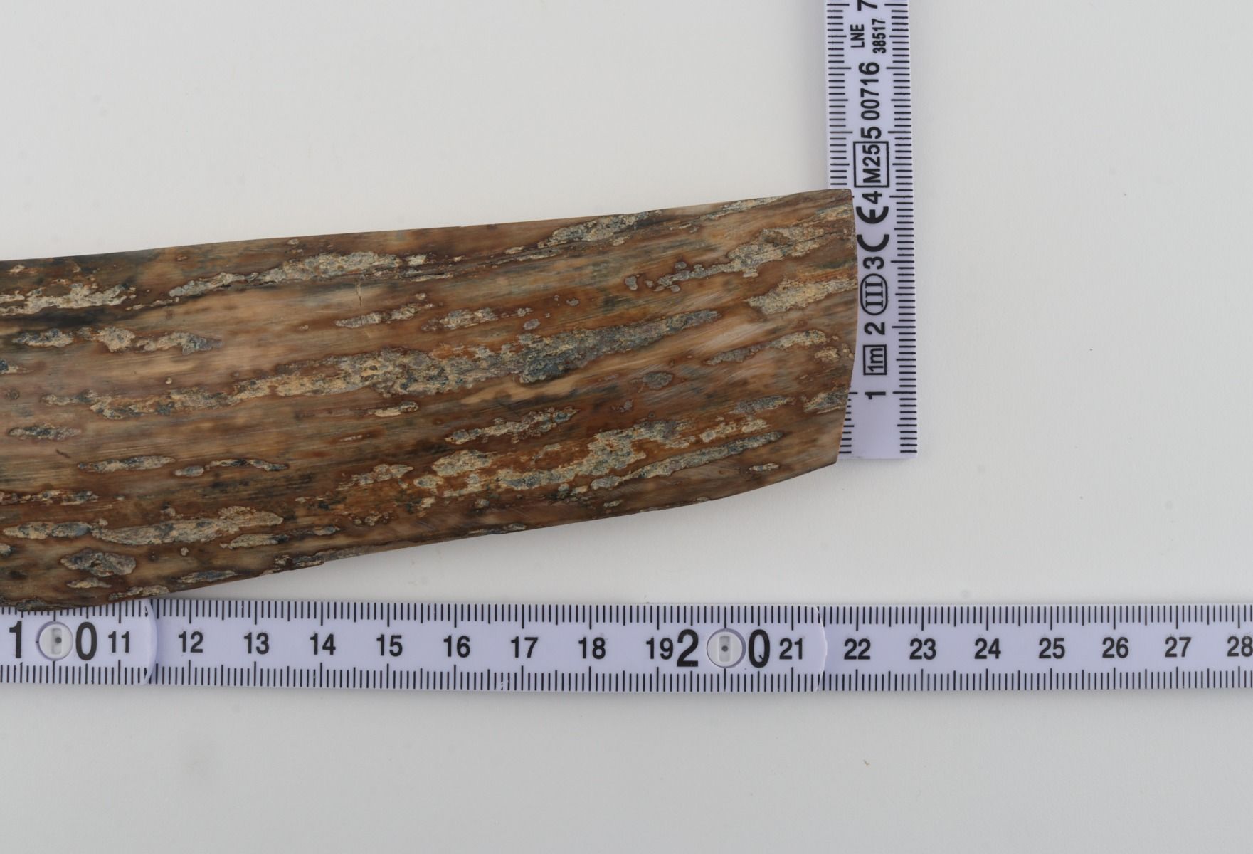 Beige mammoth bark
