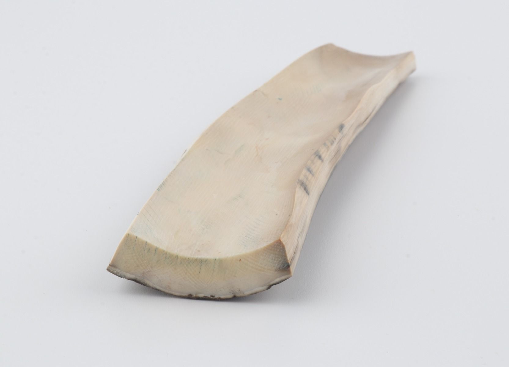 Beige mammoth bark