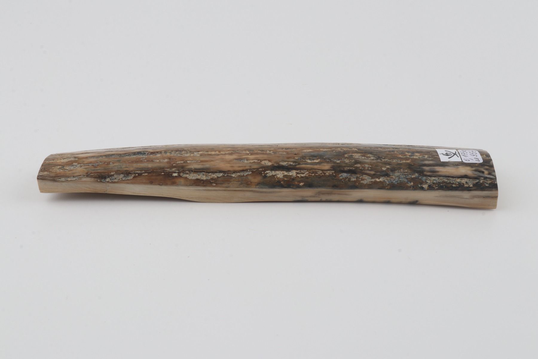 Beige mammoth bark