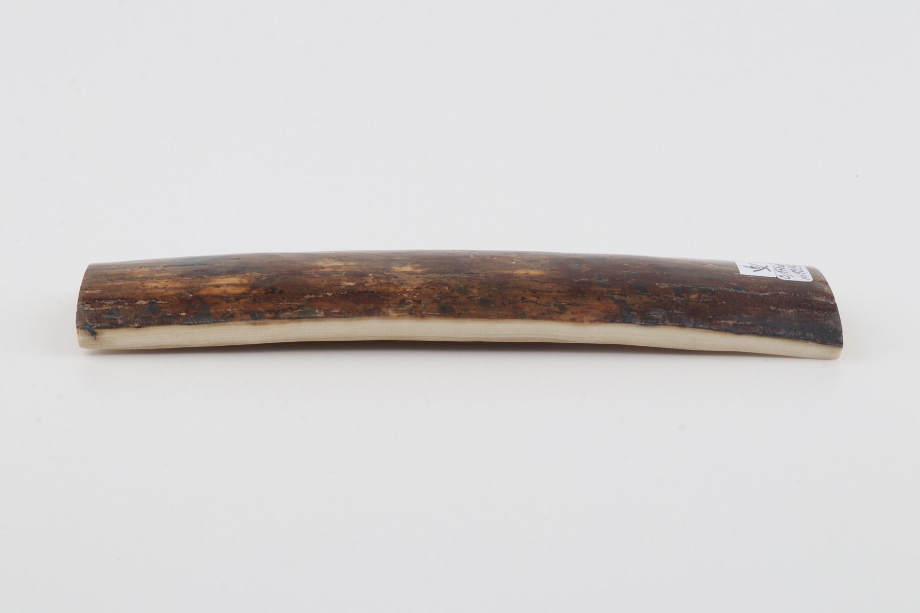 Natural woolly mammoth bark