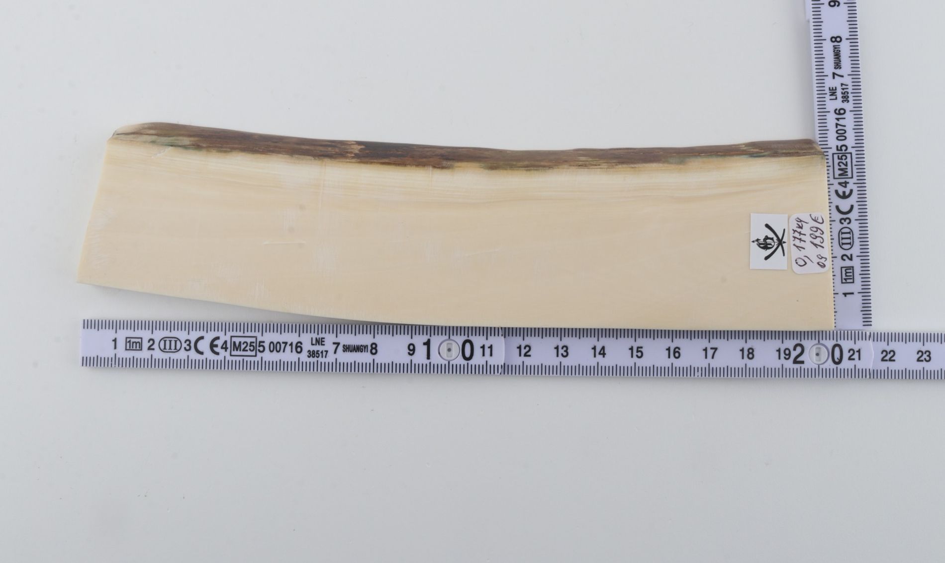 White mammoth ivory segment