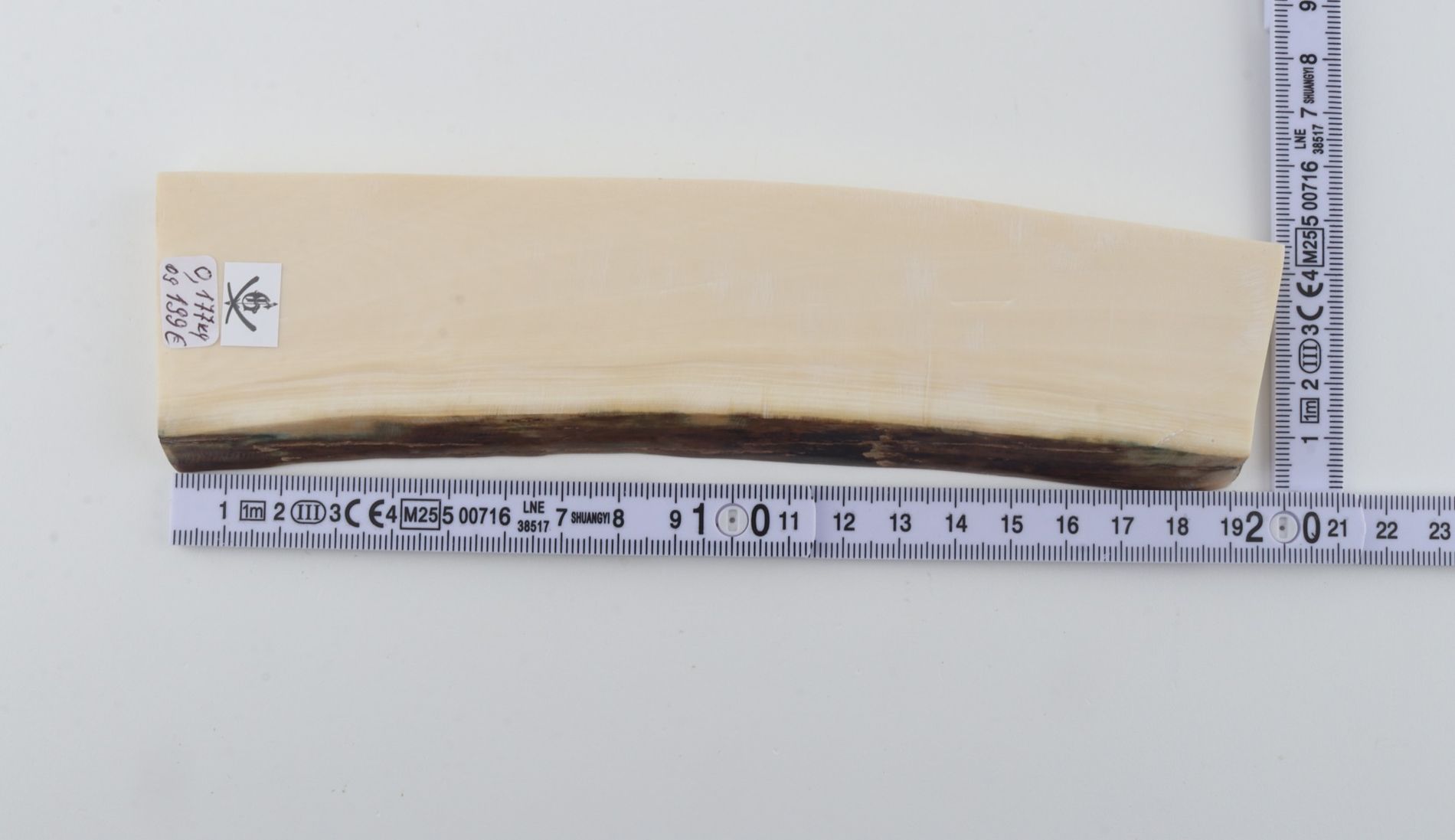 White mammoth ivory segment