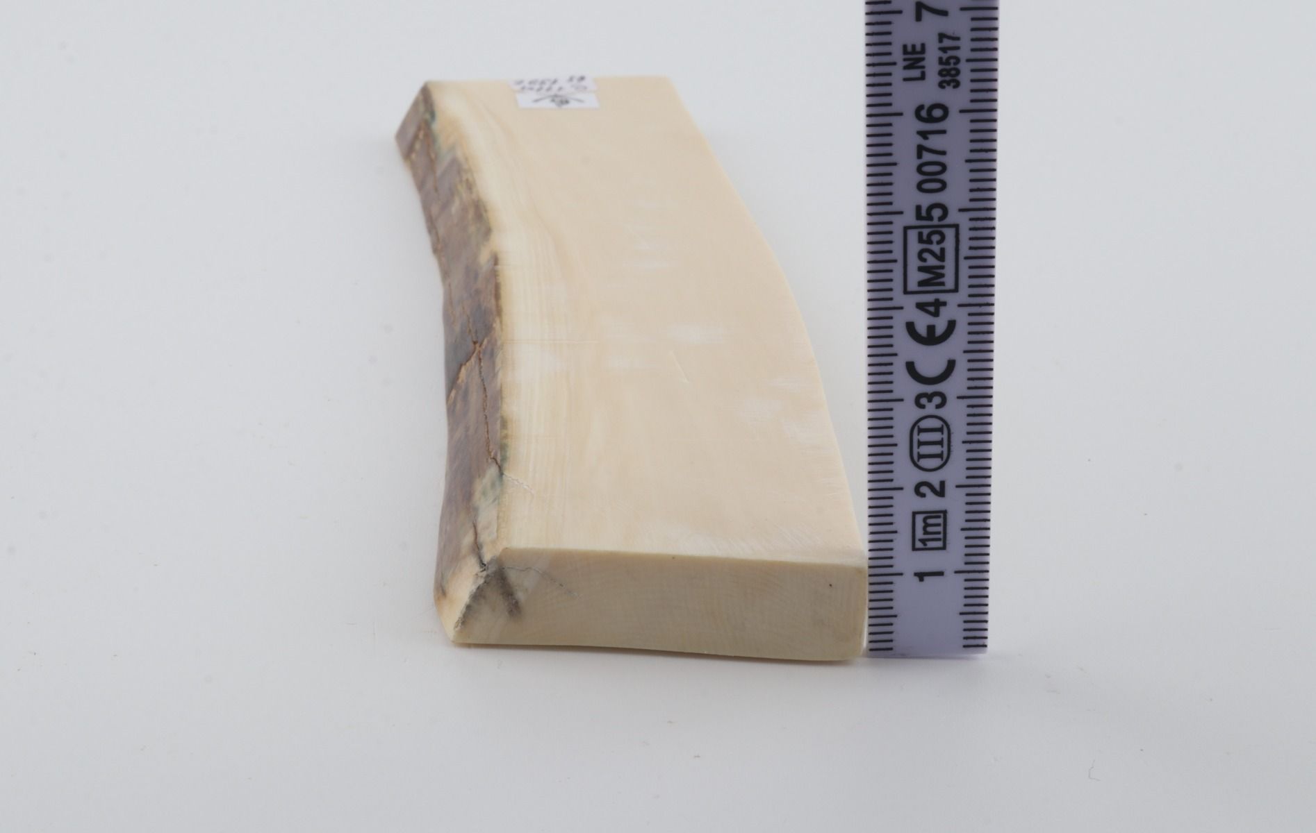 White mammoth ivory segment