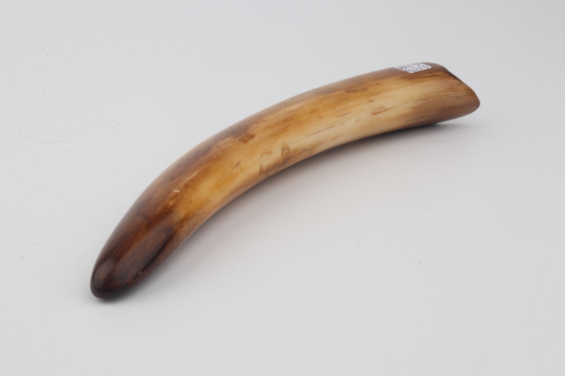 Restored woolly mammoth tusk