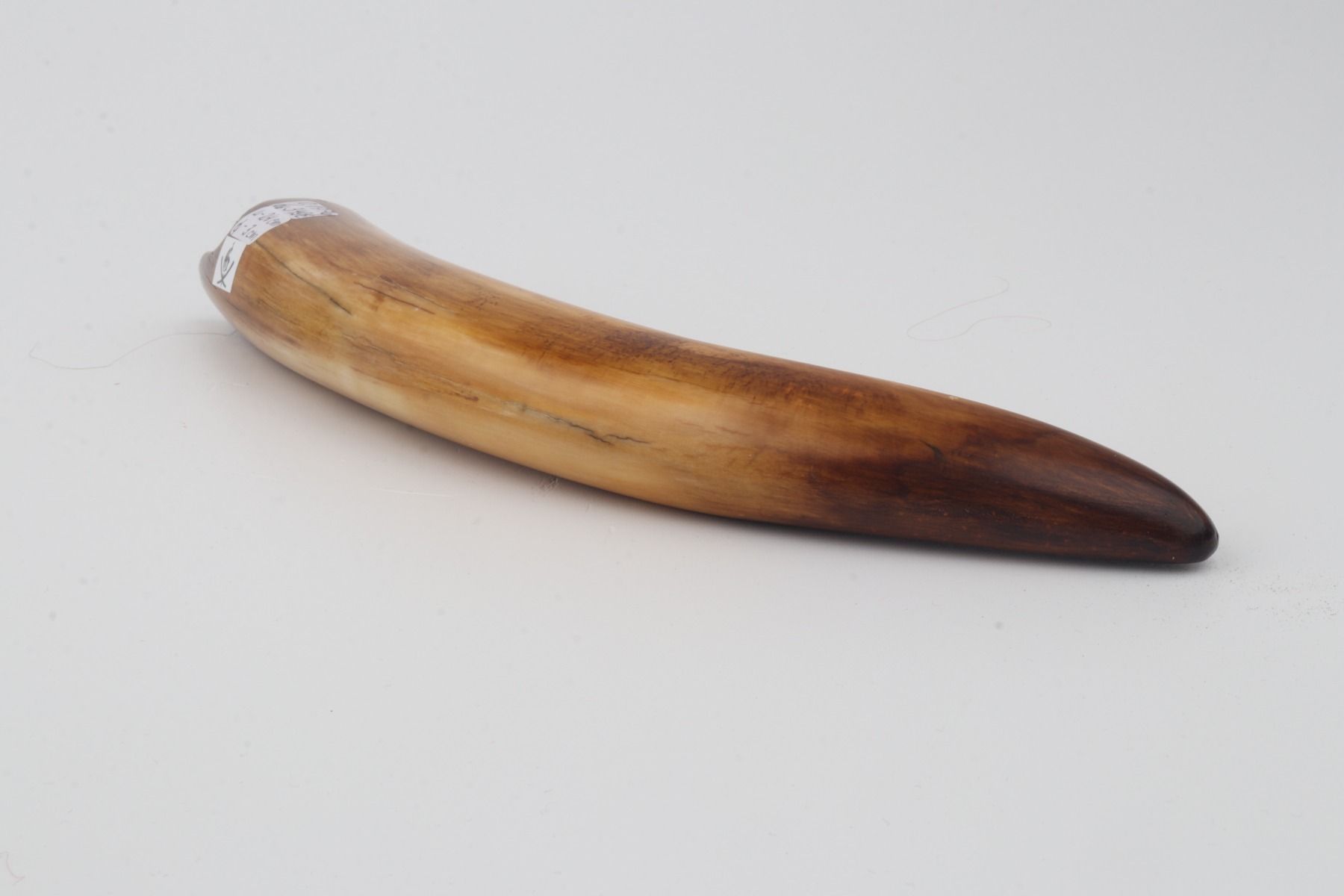 Restored woolly mammoth tusk