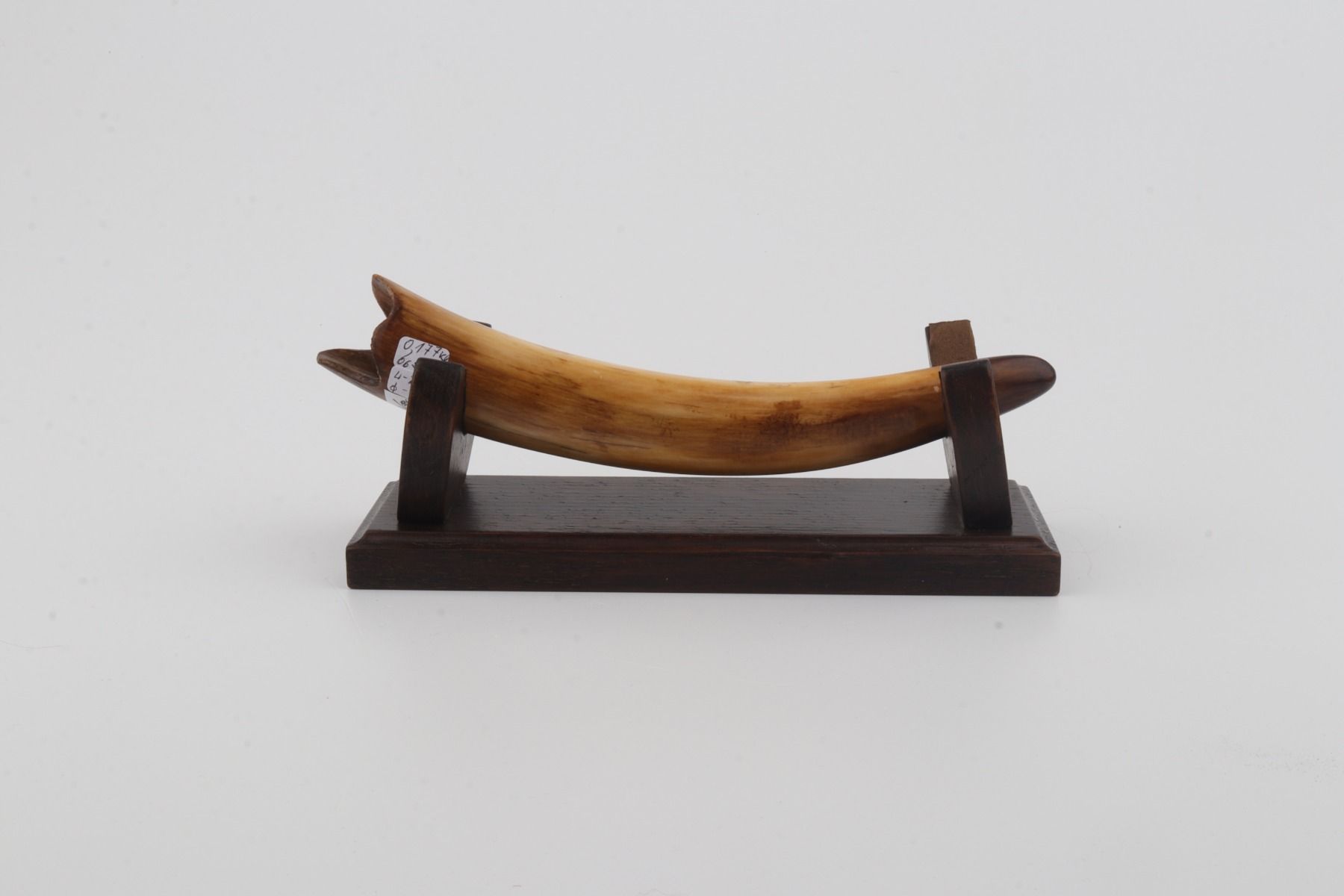 Restored woolly mammoth tusk
