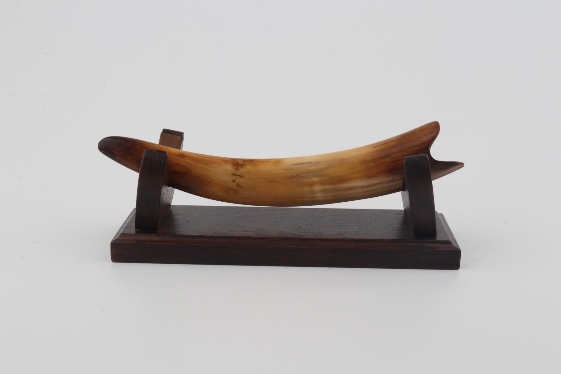 Restored woolly mammoth tusk