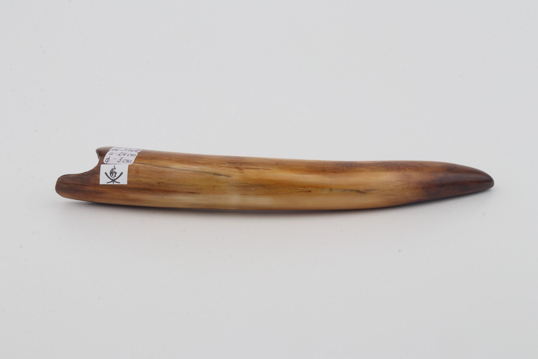 Restored woolly mammoth tusk
