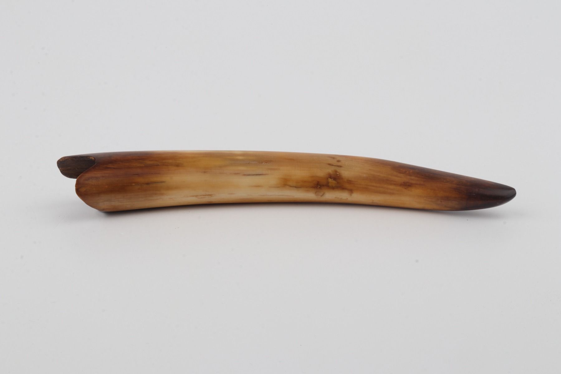 Restored woolly mammoth tusk