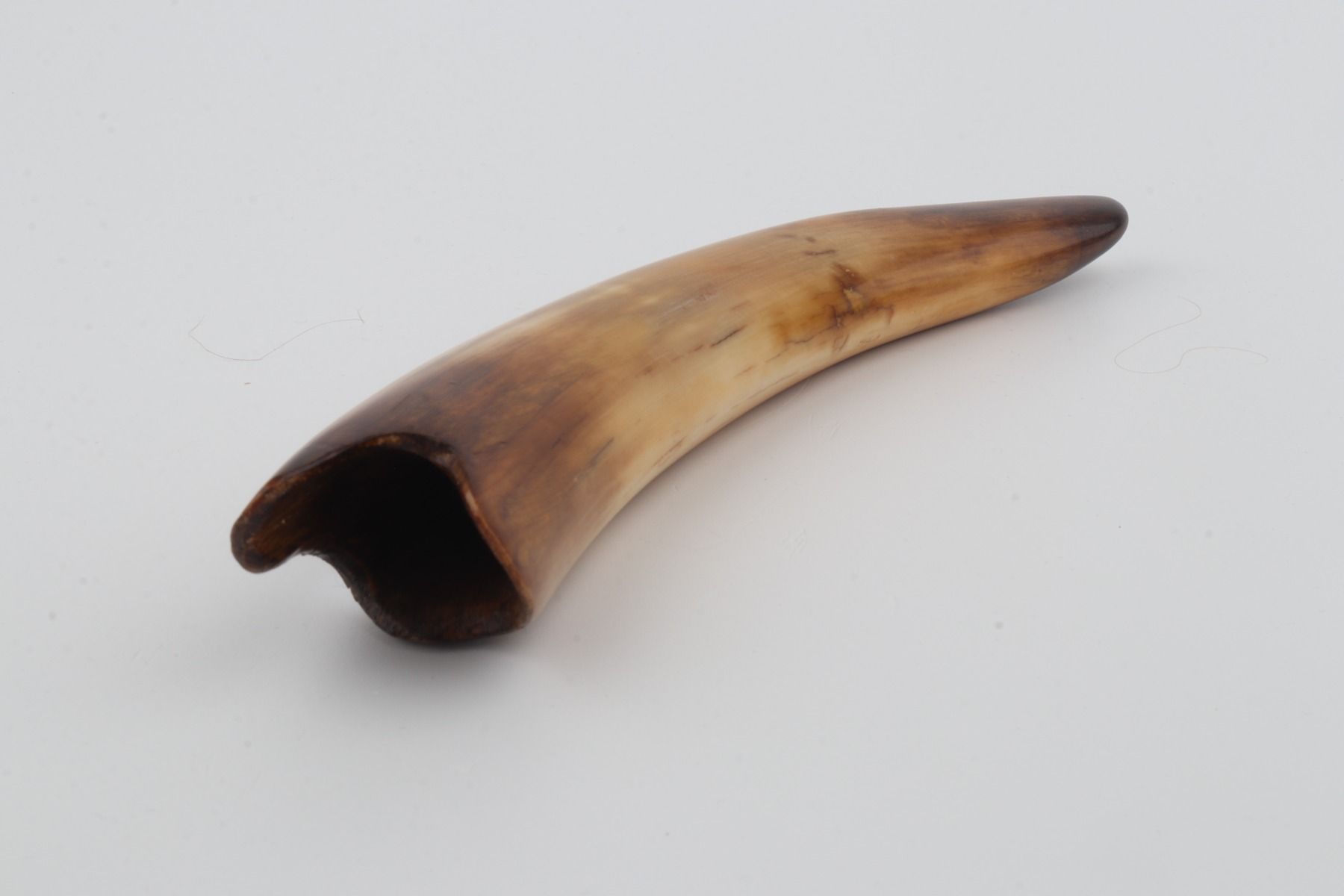 Restored woolly mammoth tusk