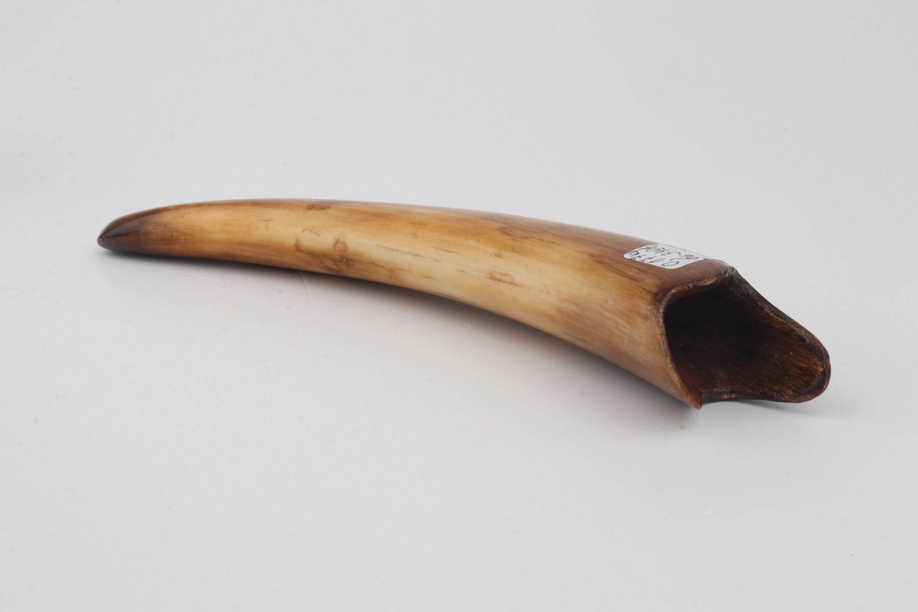 Restored woolly mammoth tusk