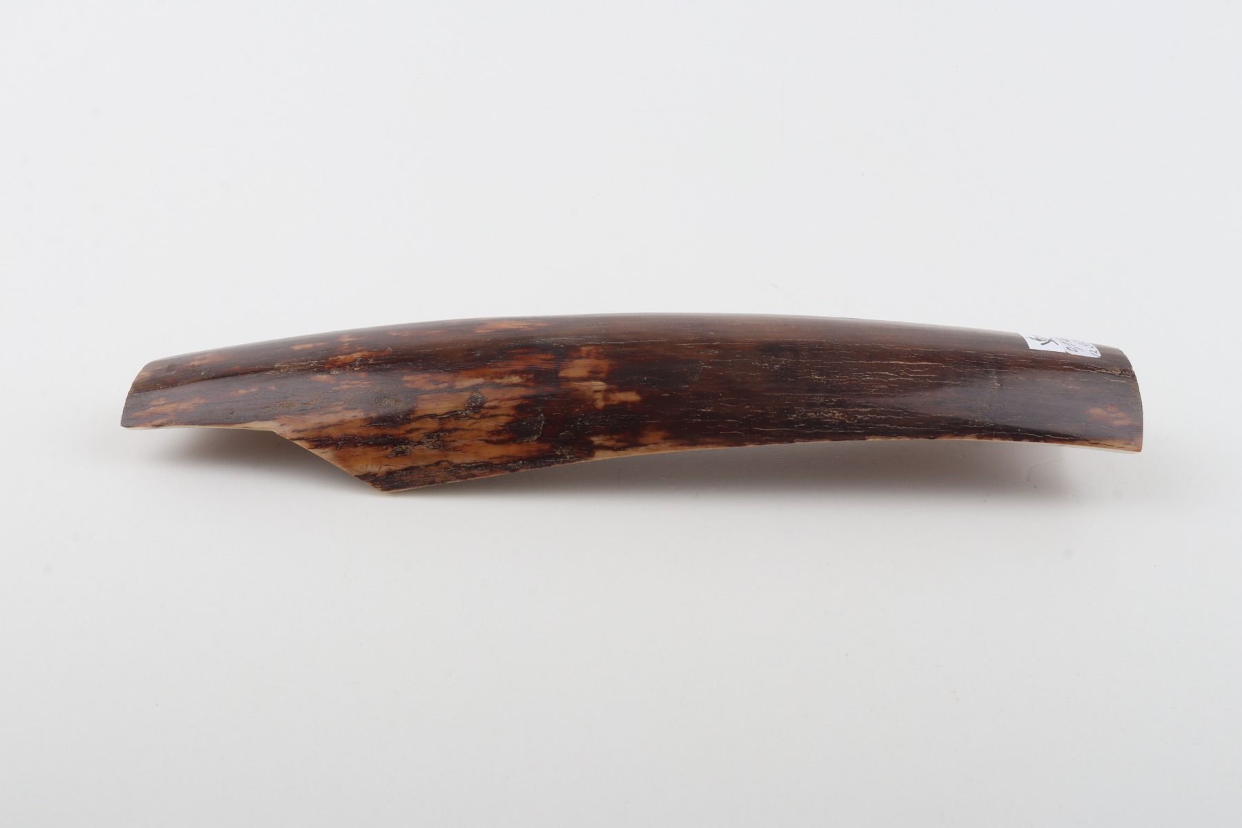 Brown mammoth bark