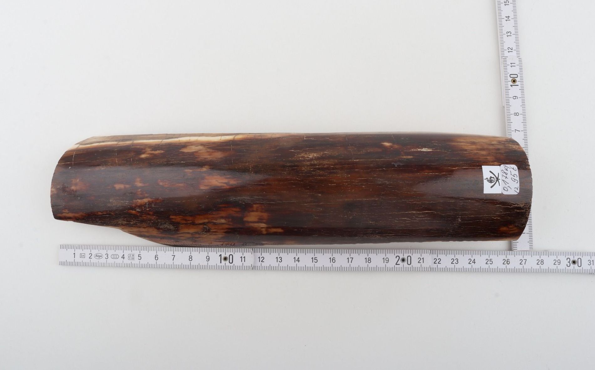 Brown mammoth bark