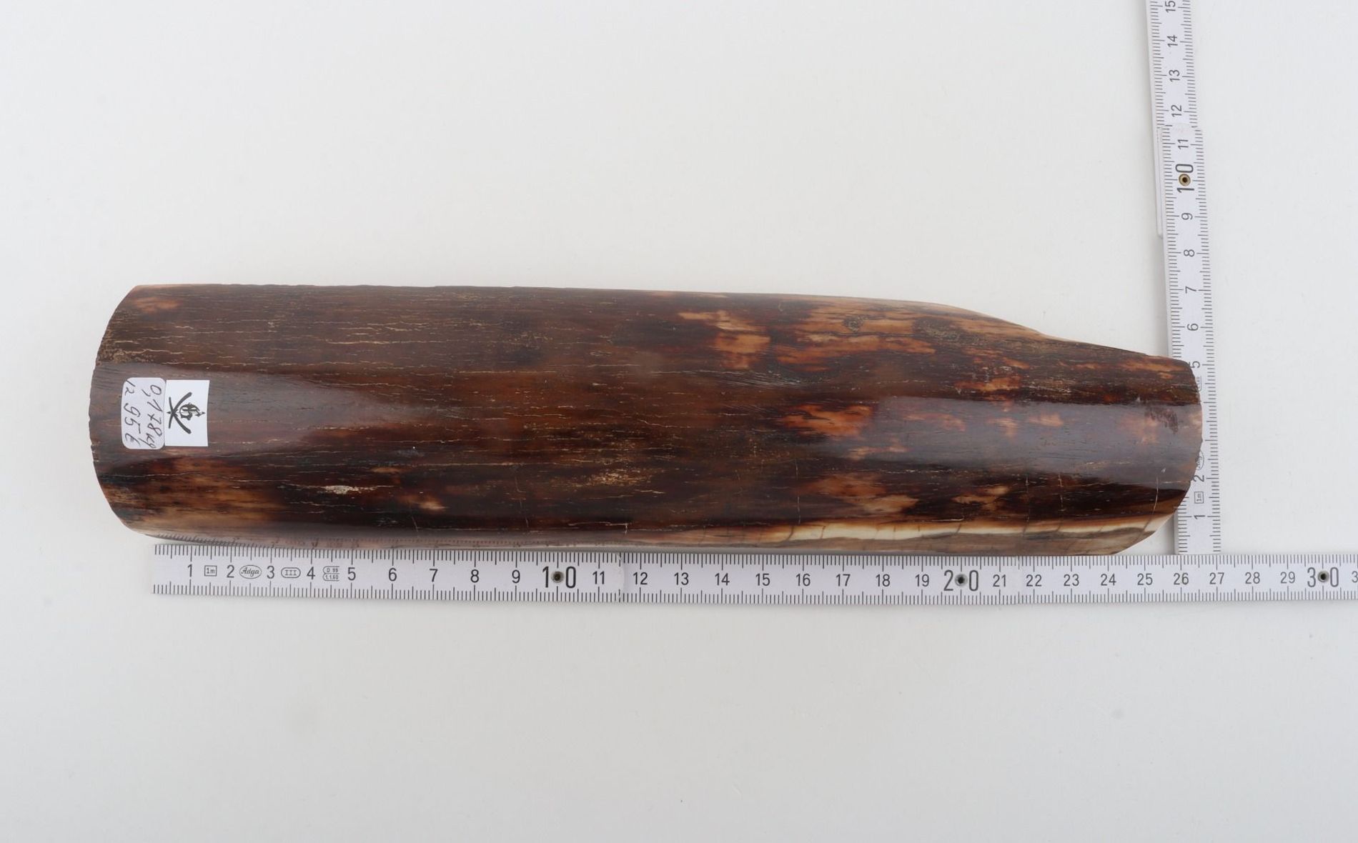 Brown mammoth bark