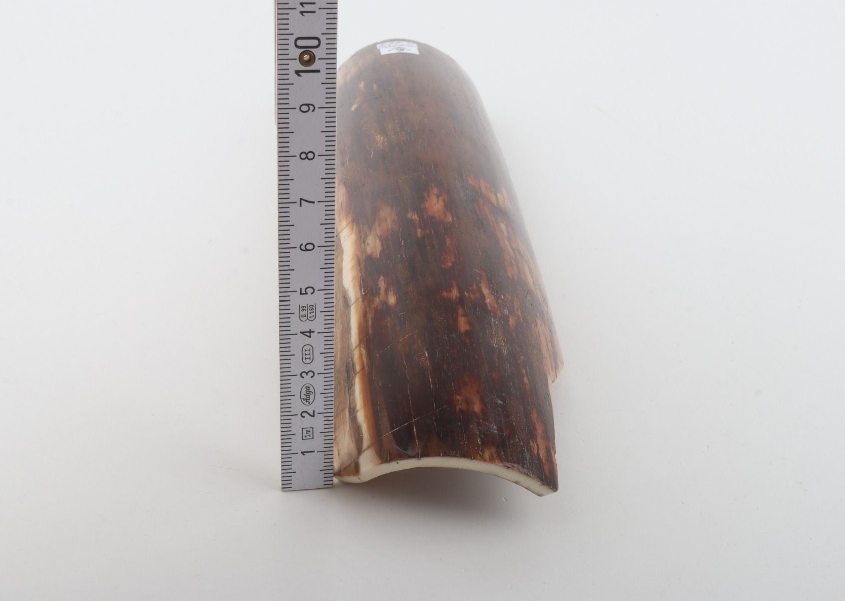 Brown mammoth bark