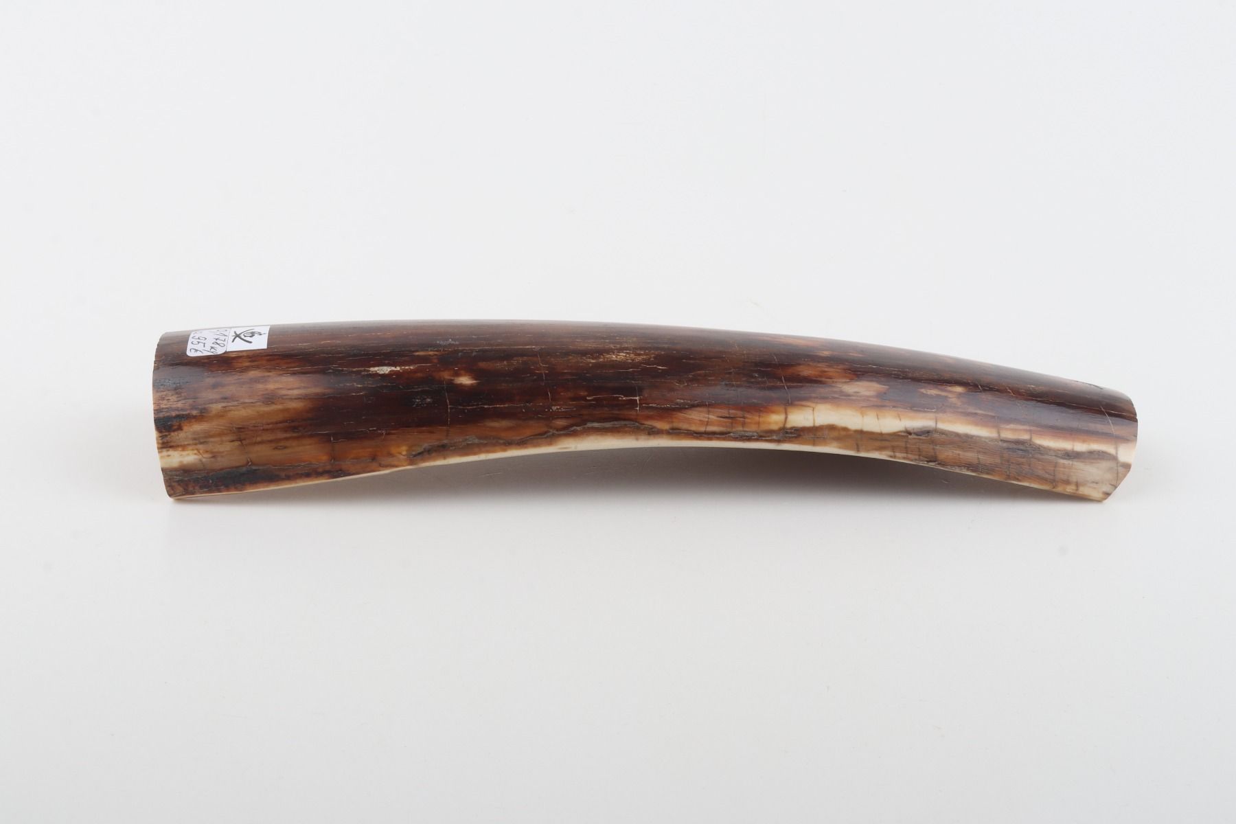Brown mammoth bark