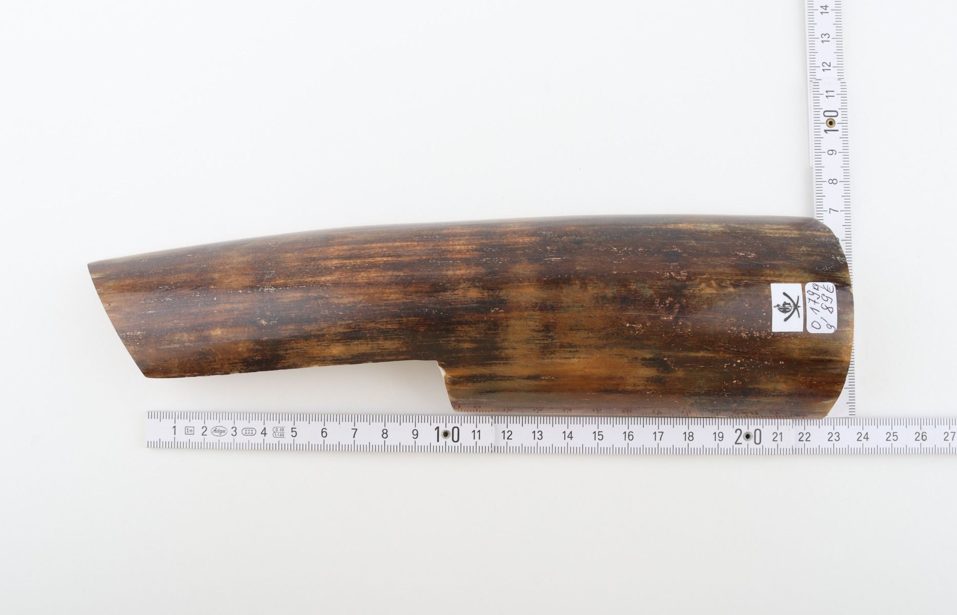 Brown mammoth bark