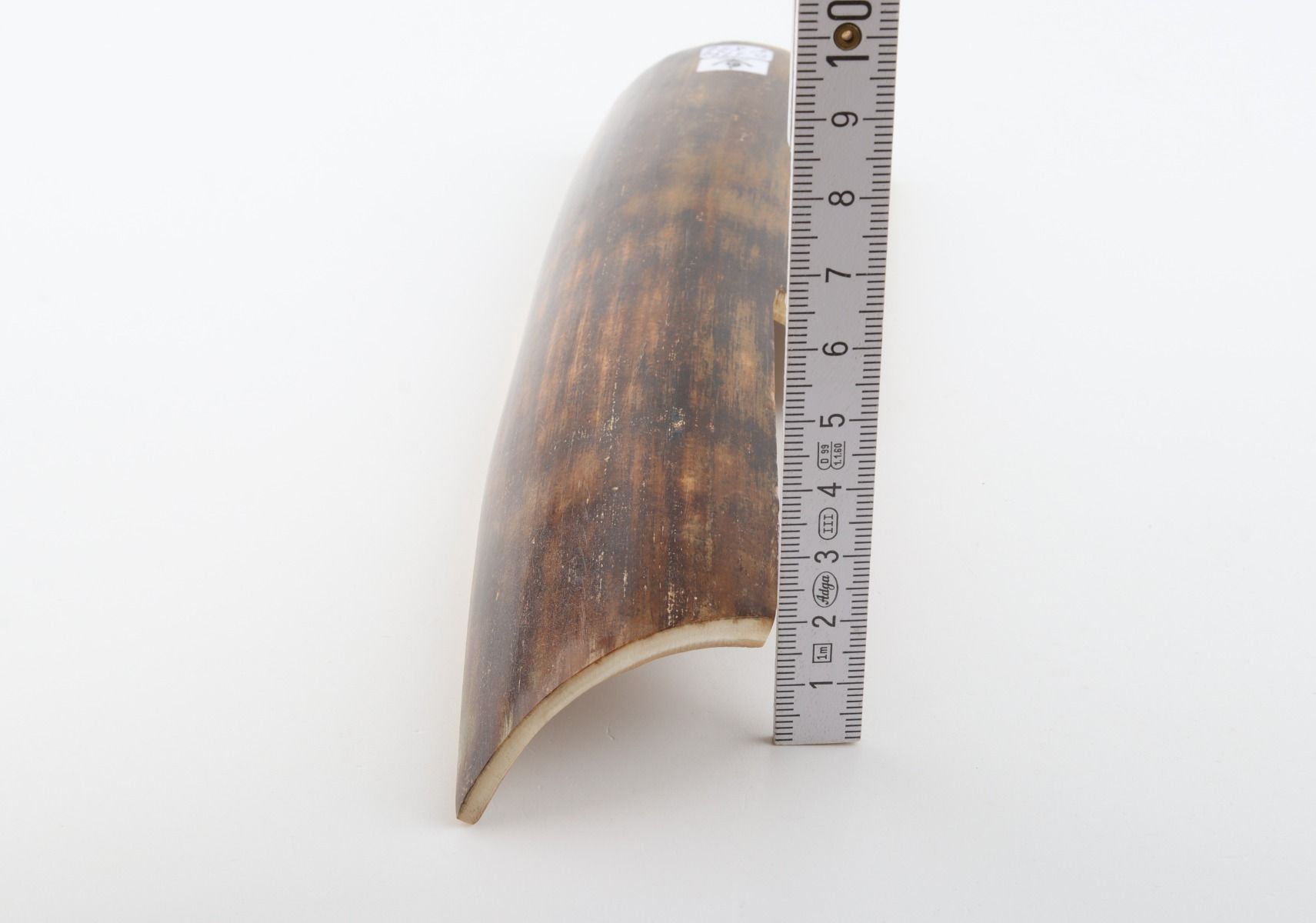 Brown mammoth bark