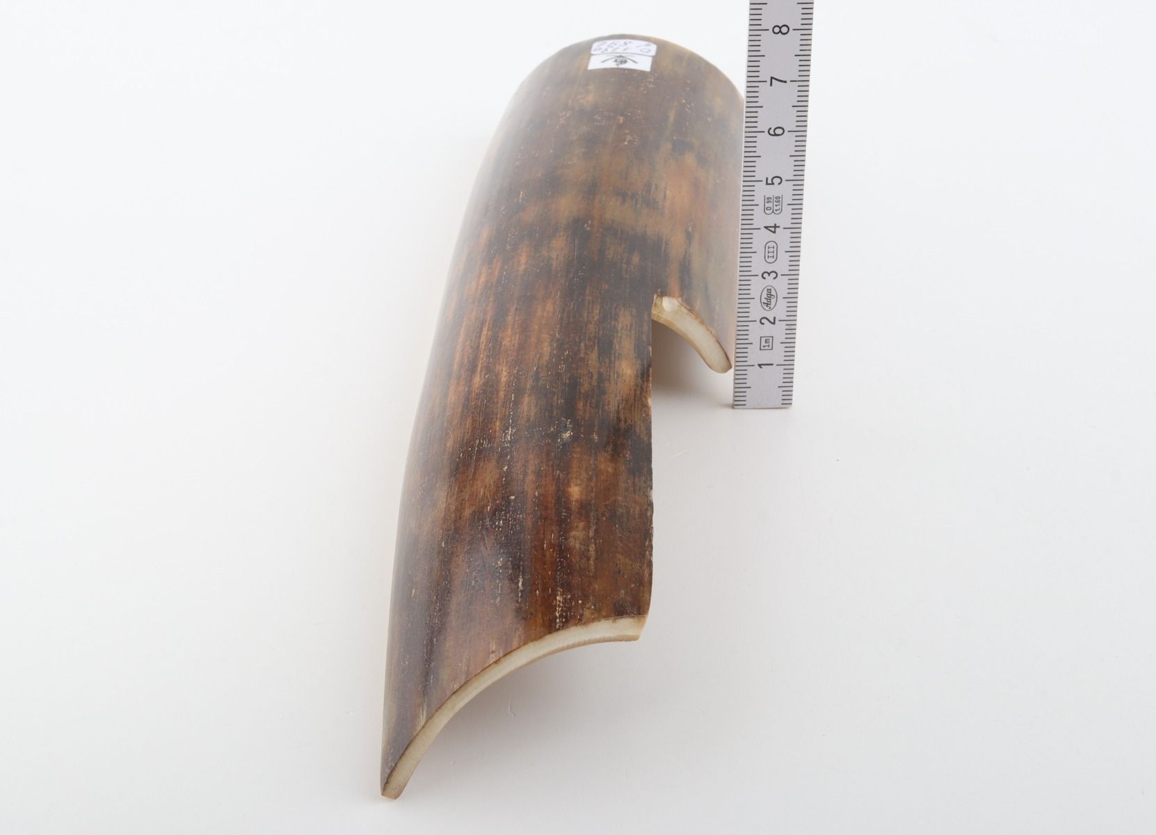Brown mammoth bark