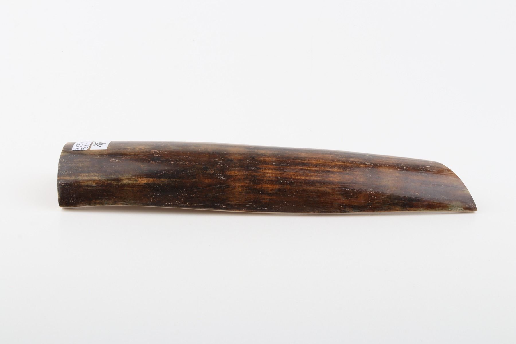 Brown mammoth bark