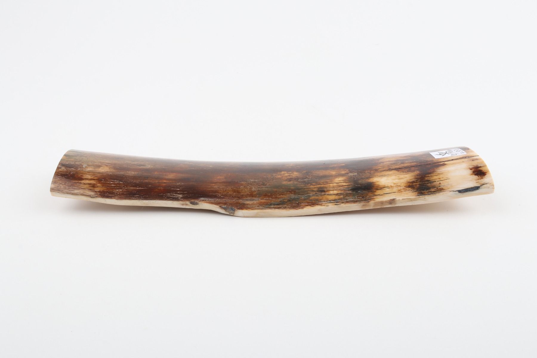 Brown mammoth bark