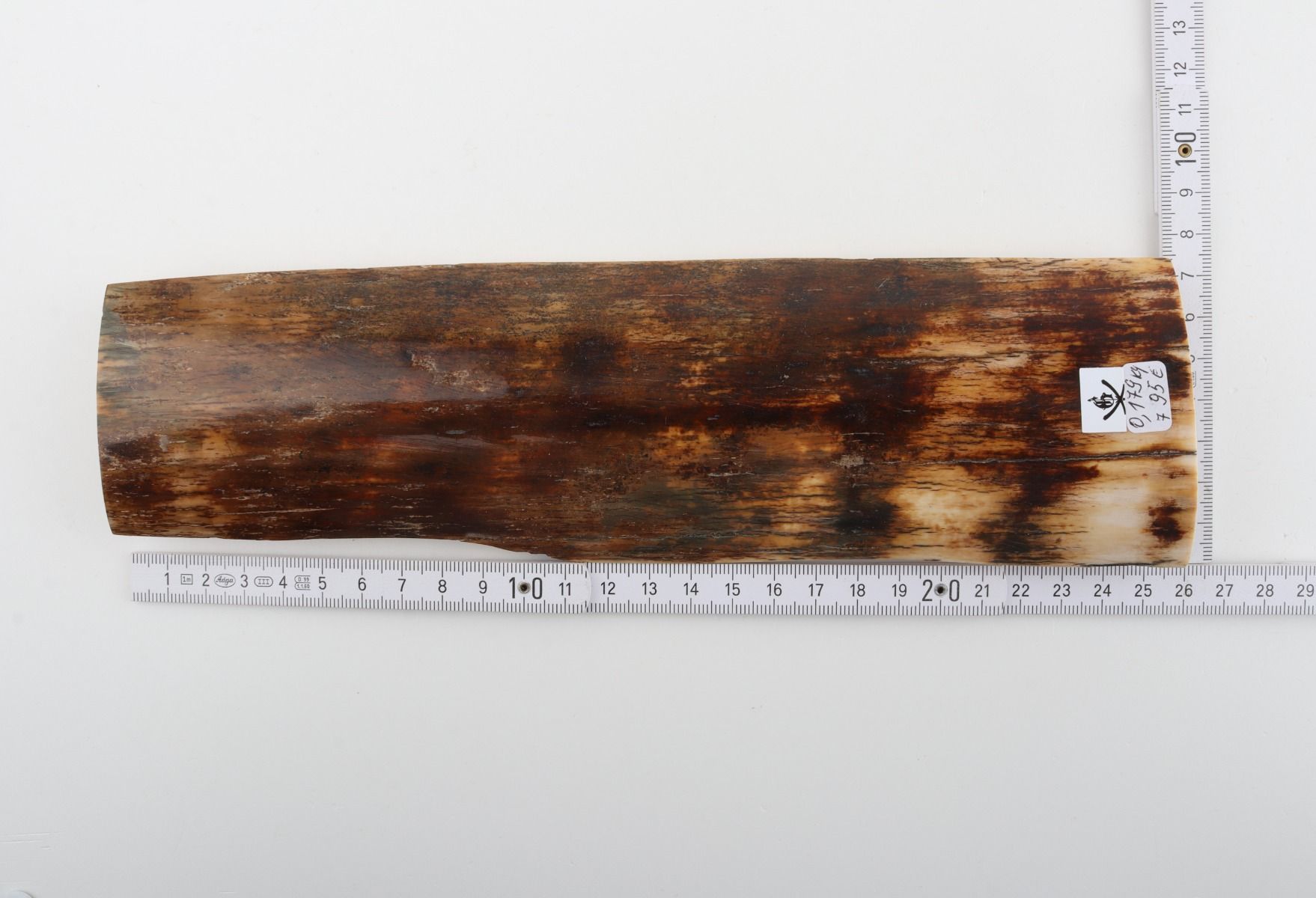 Brown mammoth bark