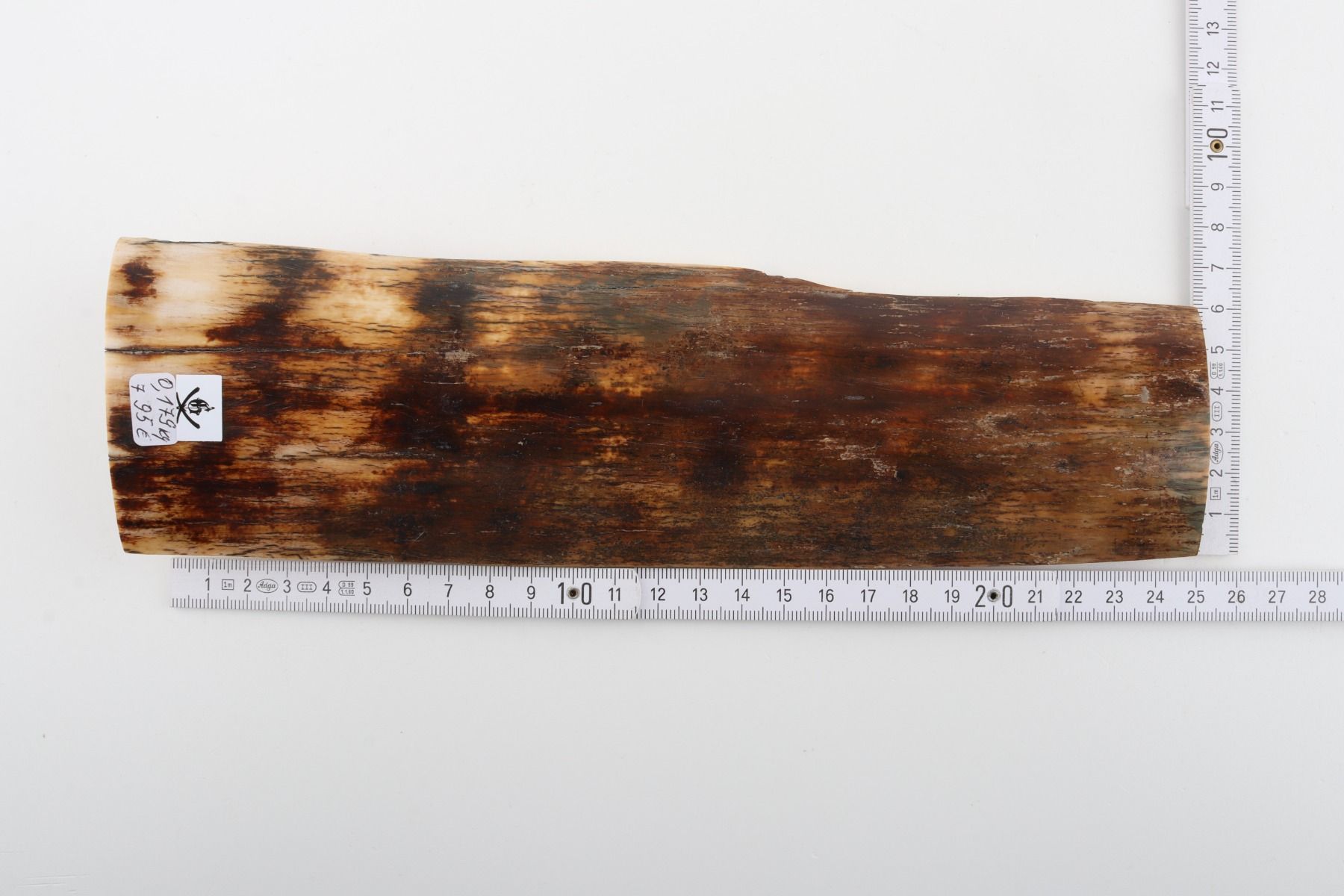 Brown mammoth bark
