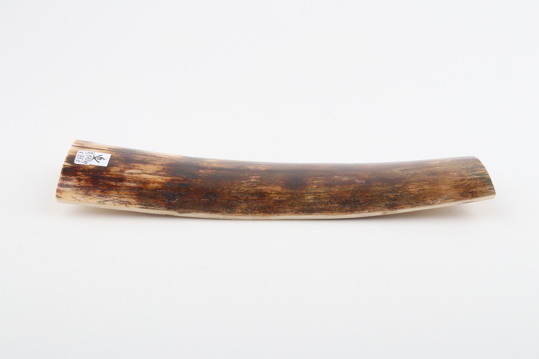 Brown mammoth bark