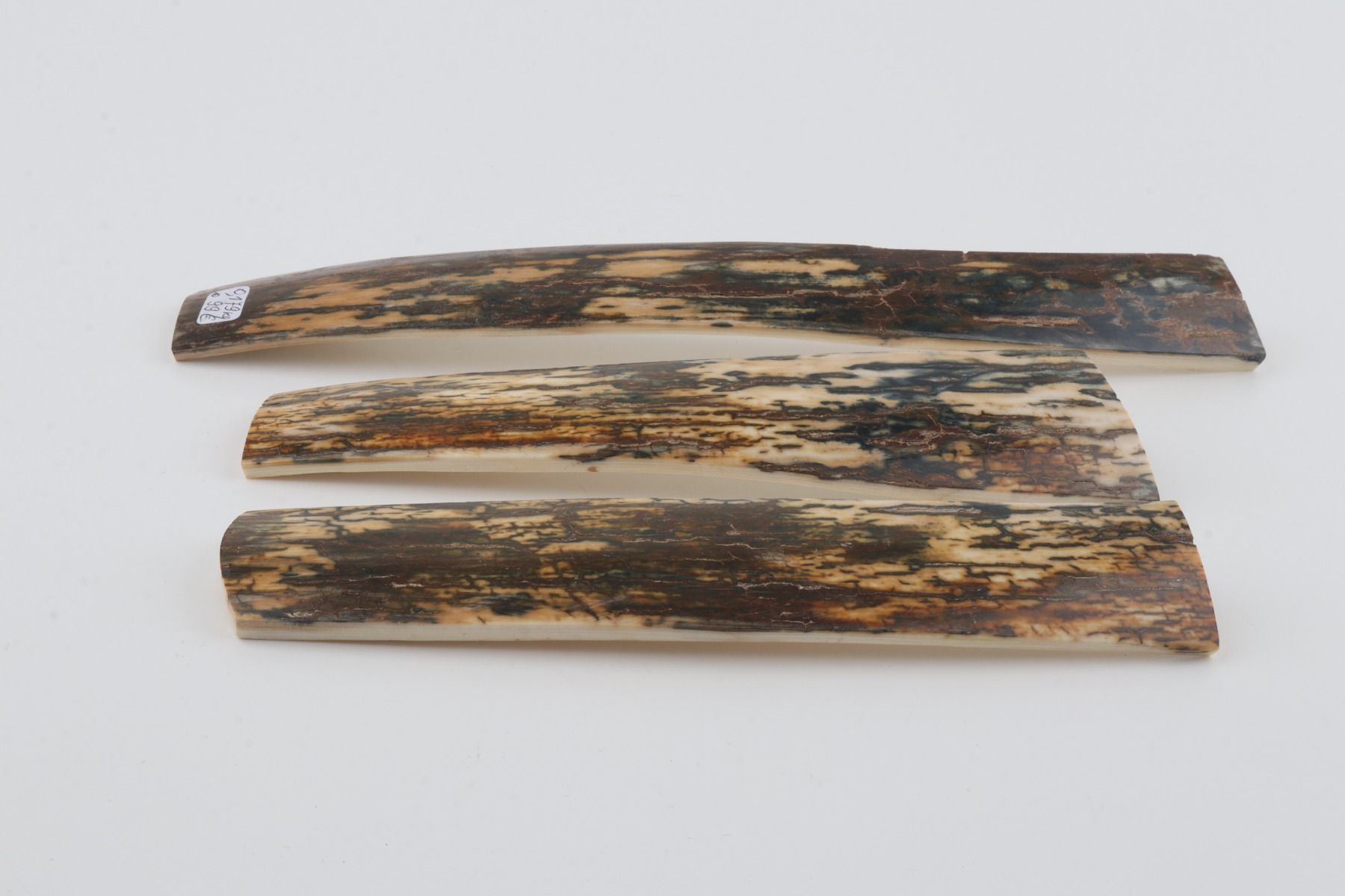 Brown-blue mammoth bark pieces