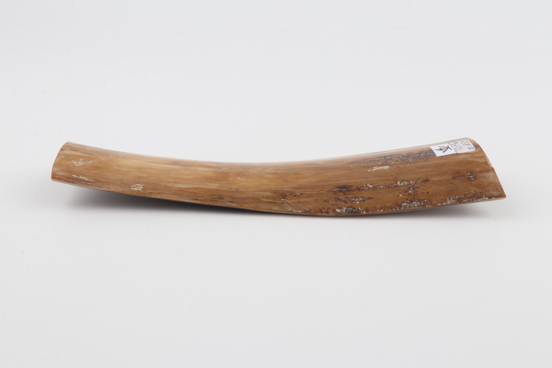 Beige mammoth bark