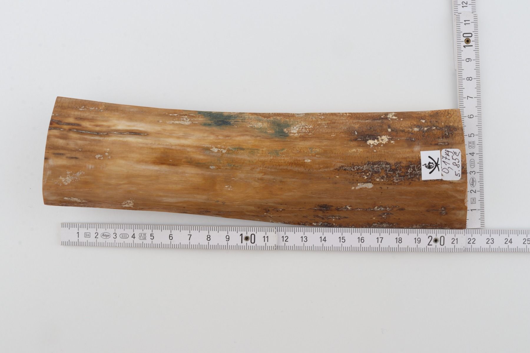 Beige mammoth bark
