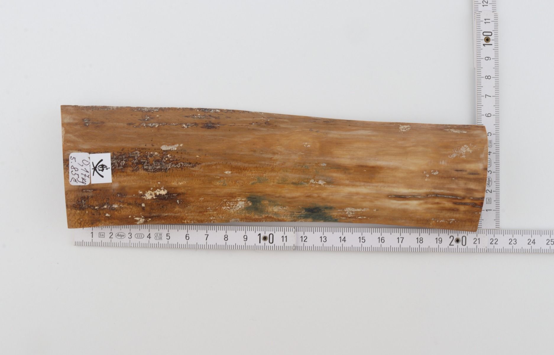 Beige mammoth bark