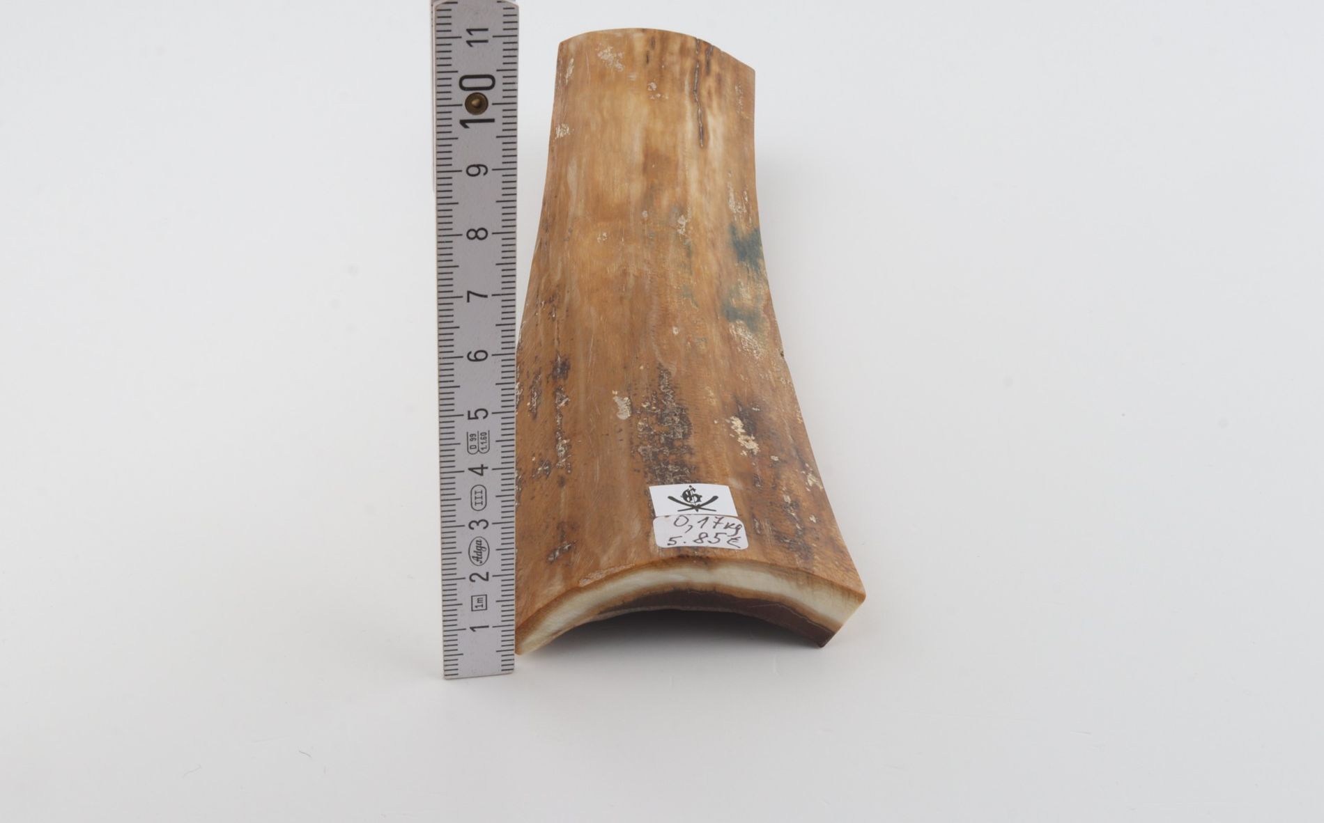 Beige mammoth bark