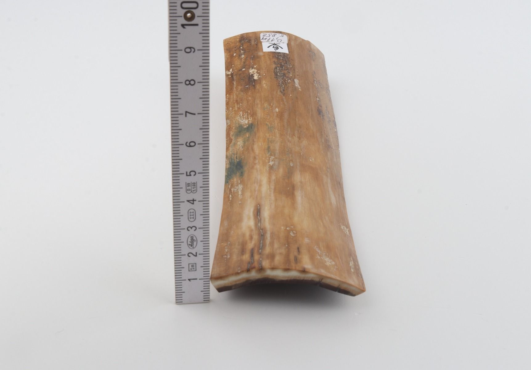 Beige mammoth bark