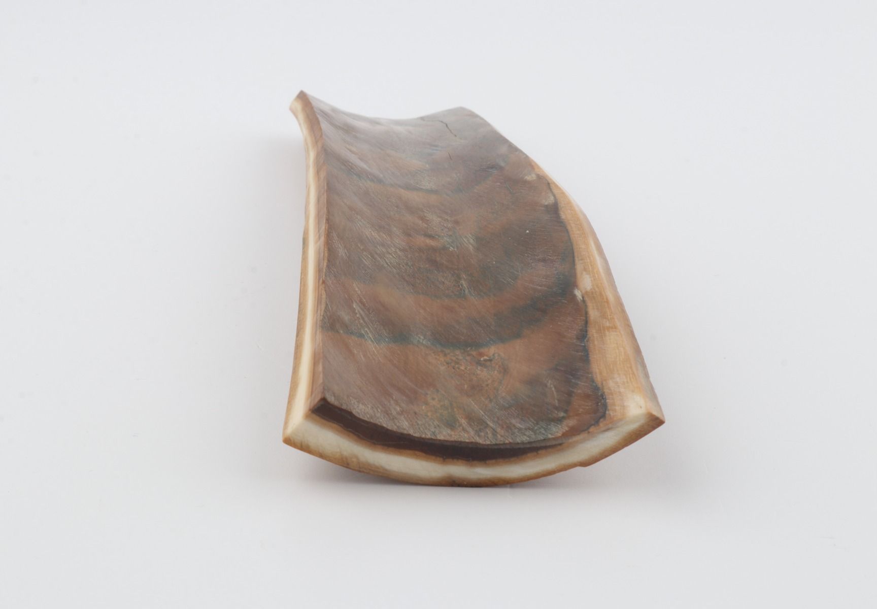 Beige mammoth bark