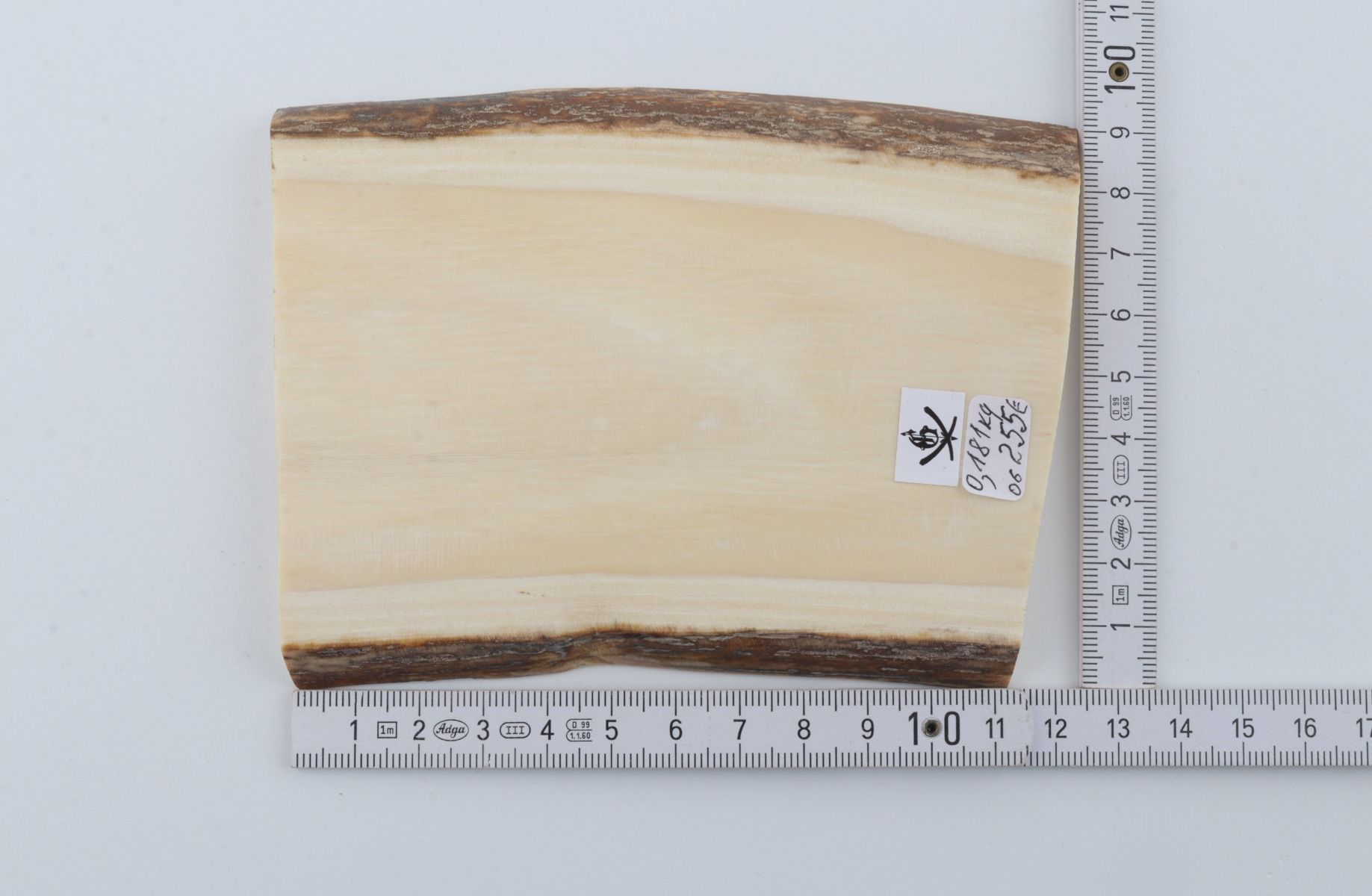 White mammoth ivory segment