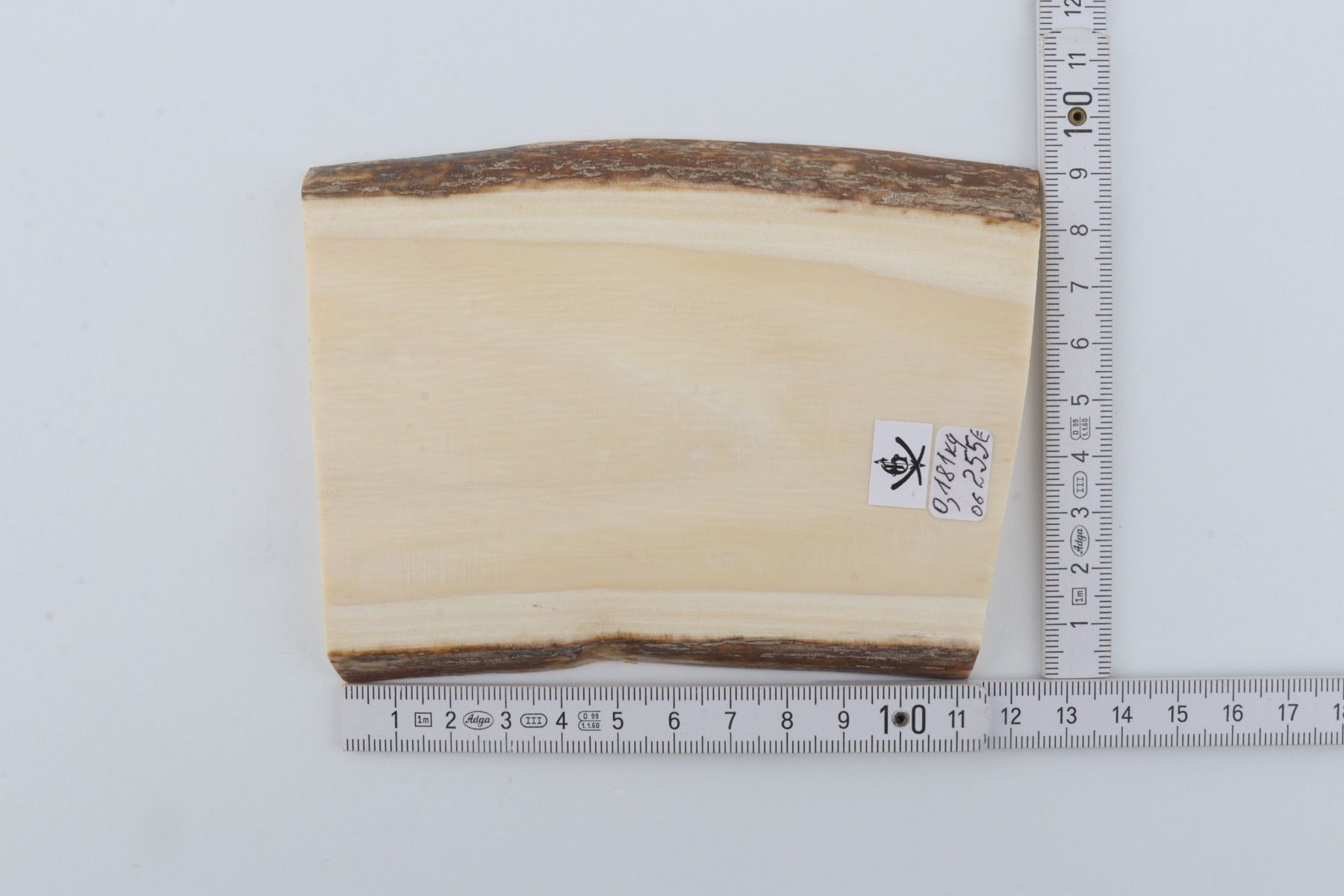 White mammoth ivory segment