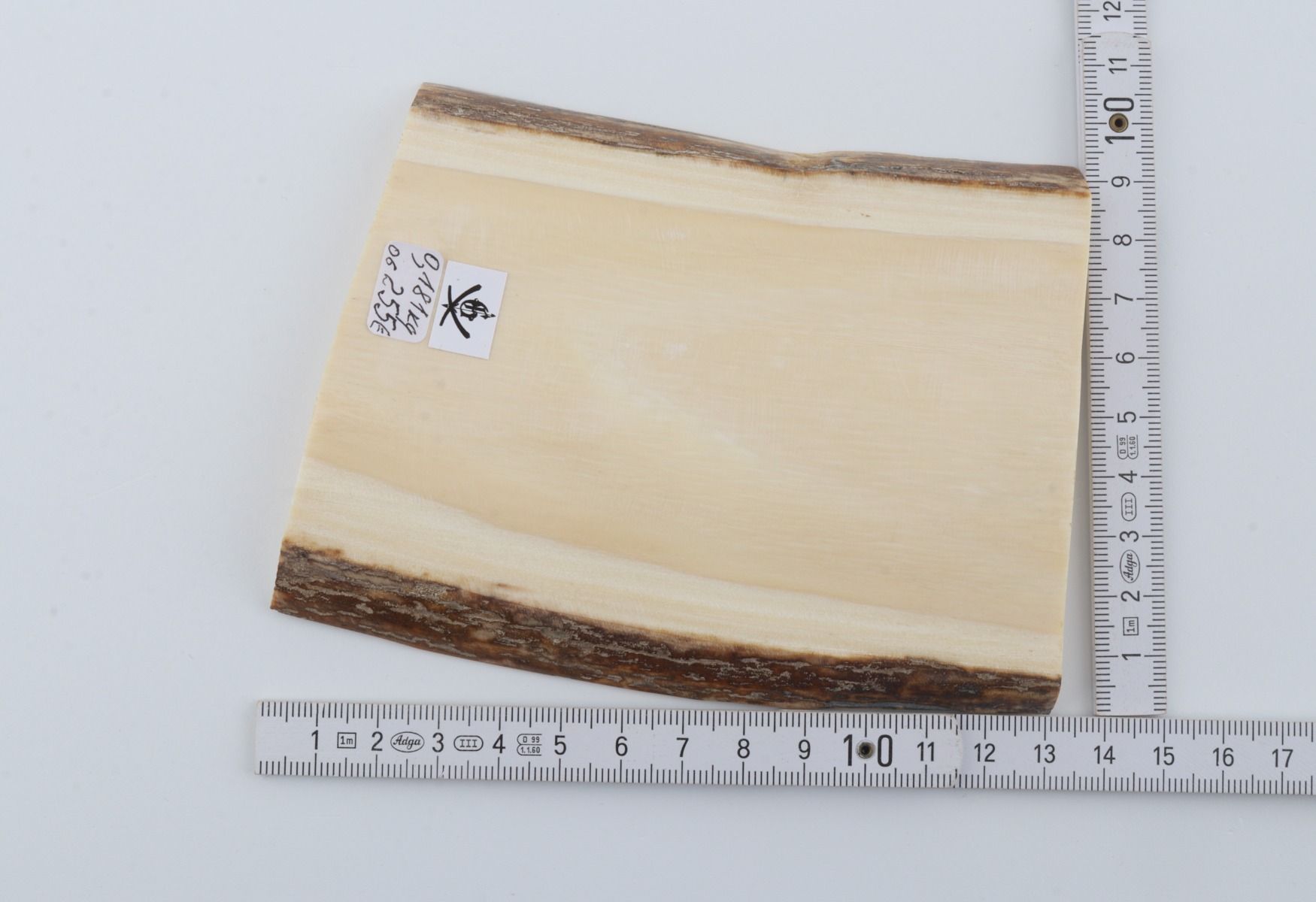 White mammoth ivory segment