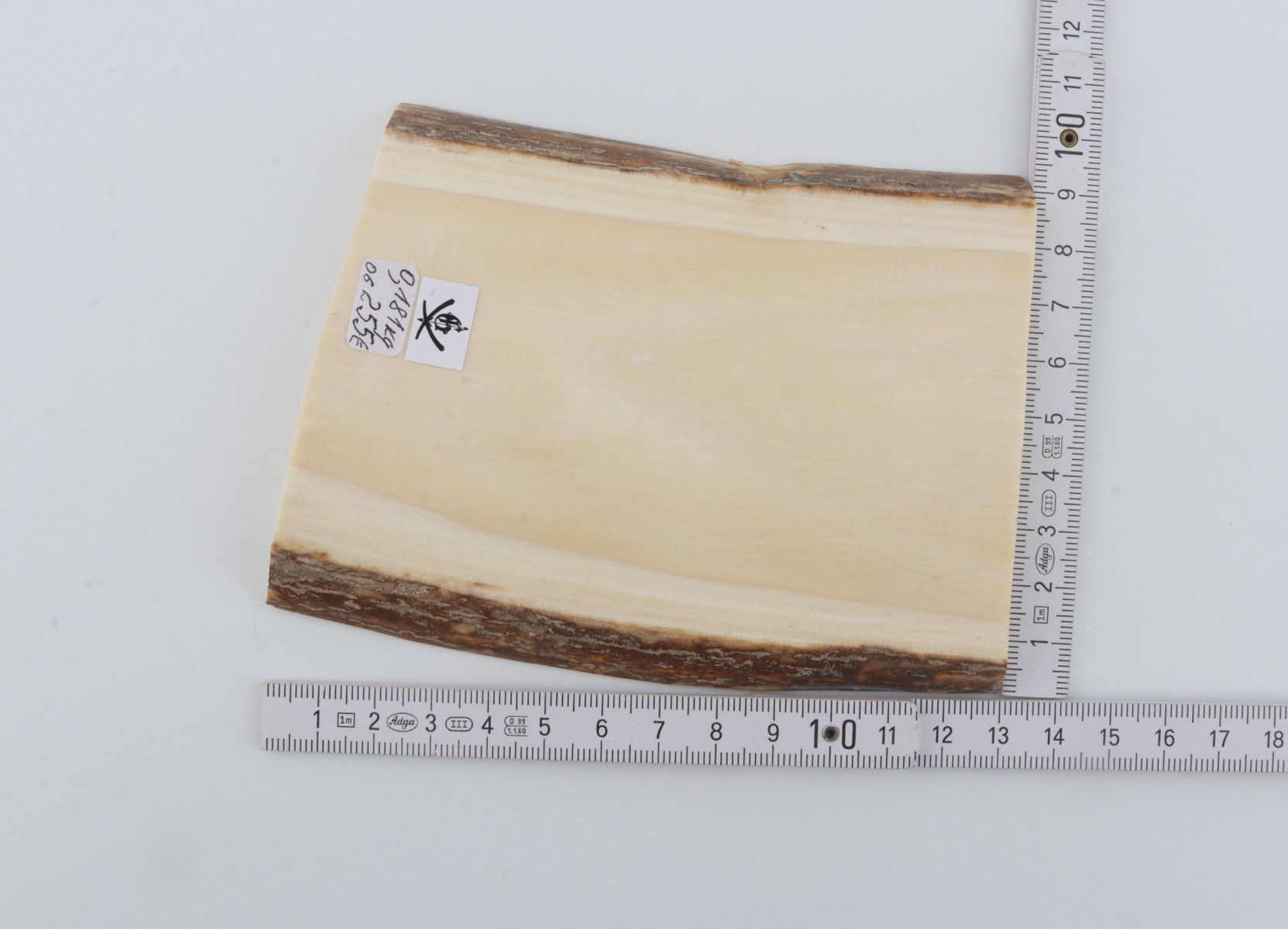 White mammoth ivory segment