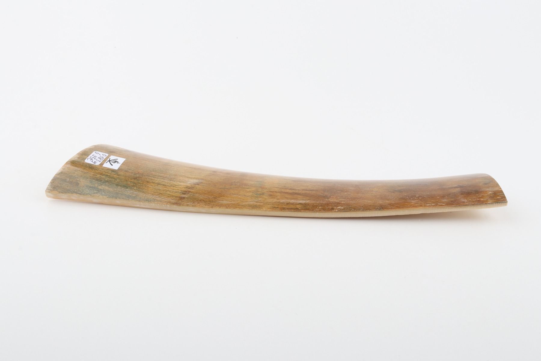 Beige mammoth bark