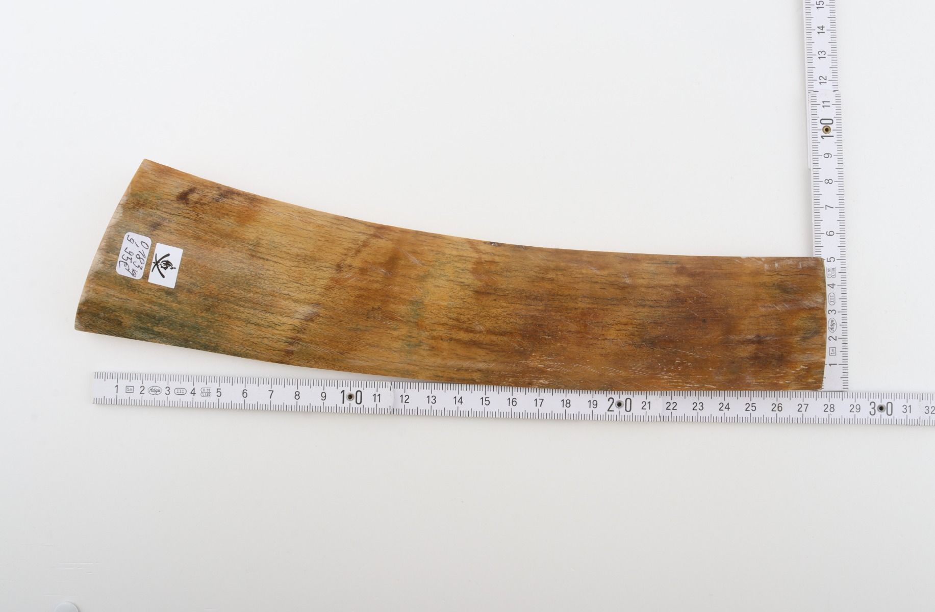 Beige mammoth bark
