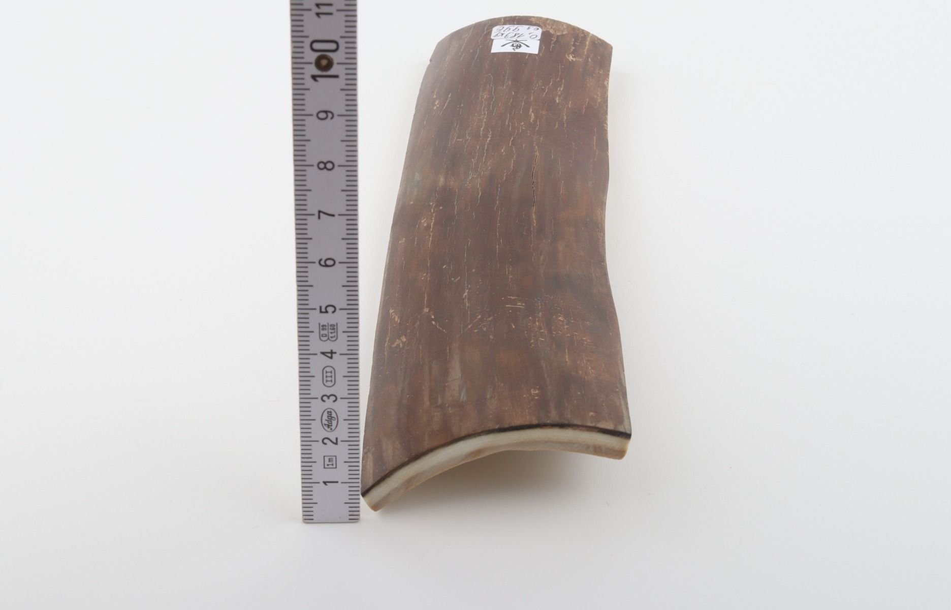Brown mammoth bark