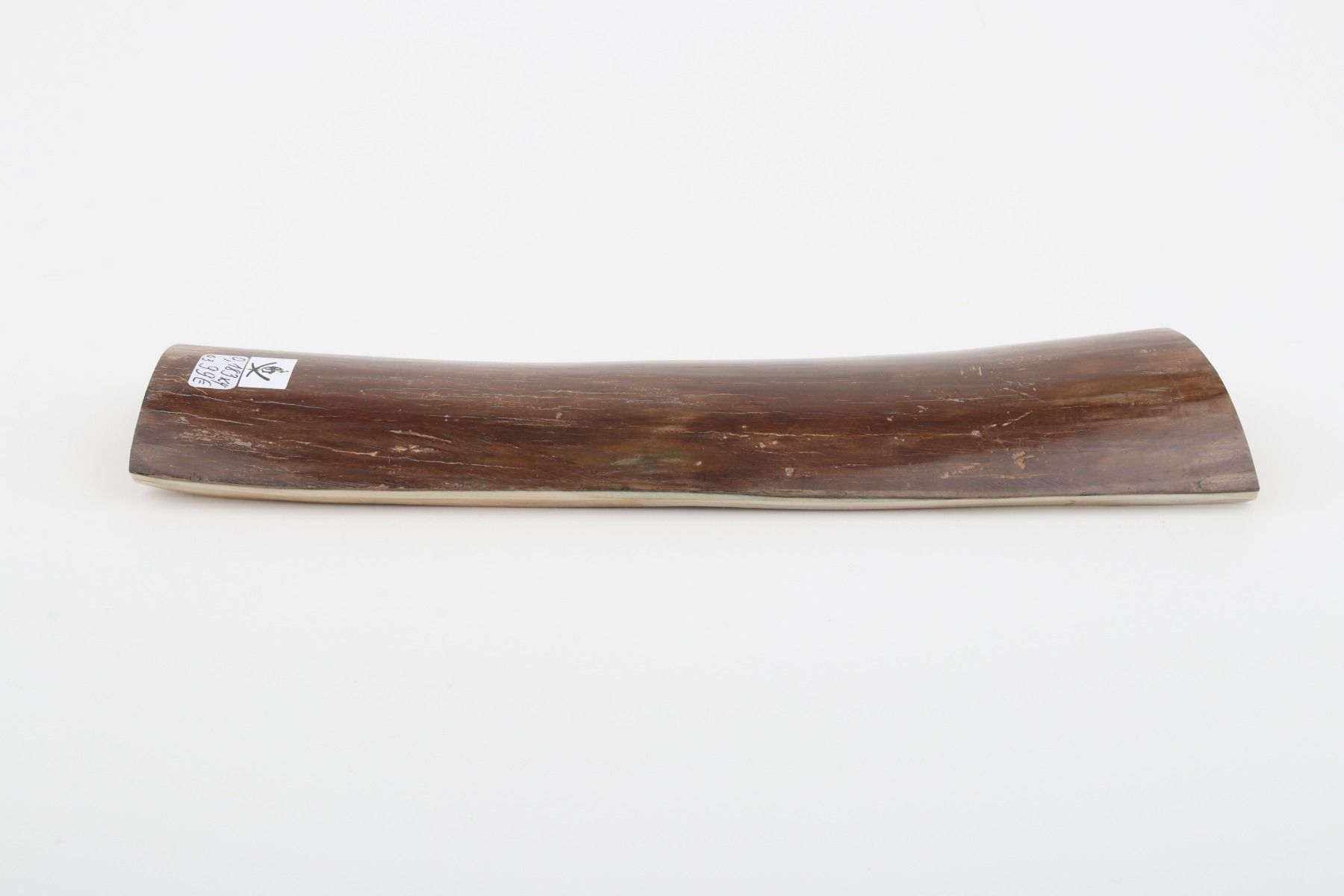 Brown mammoth bark