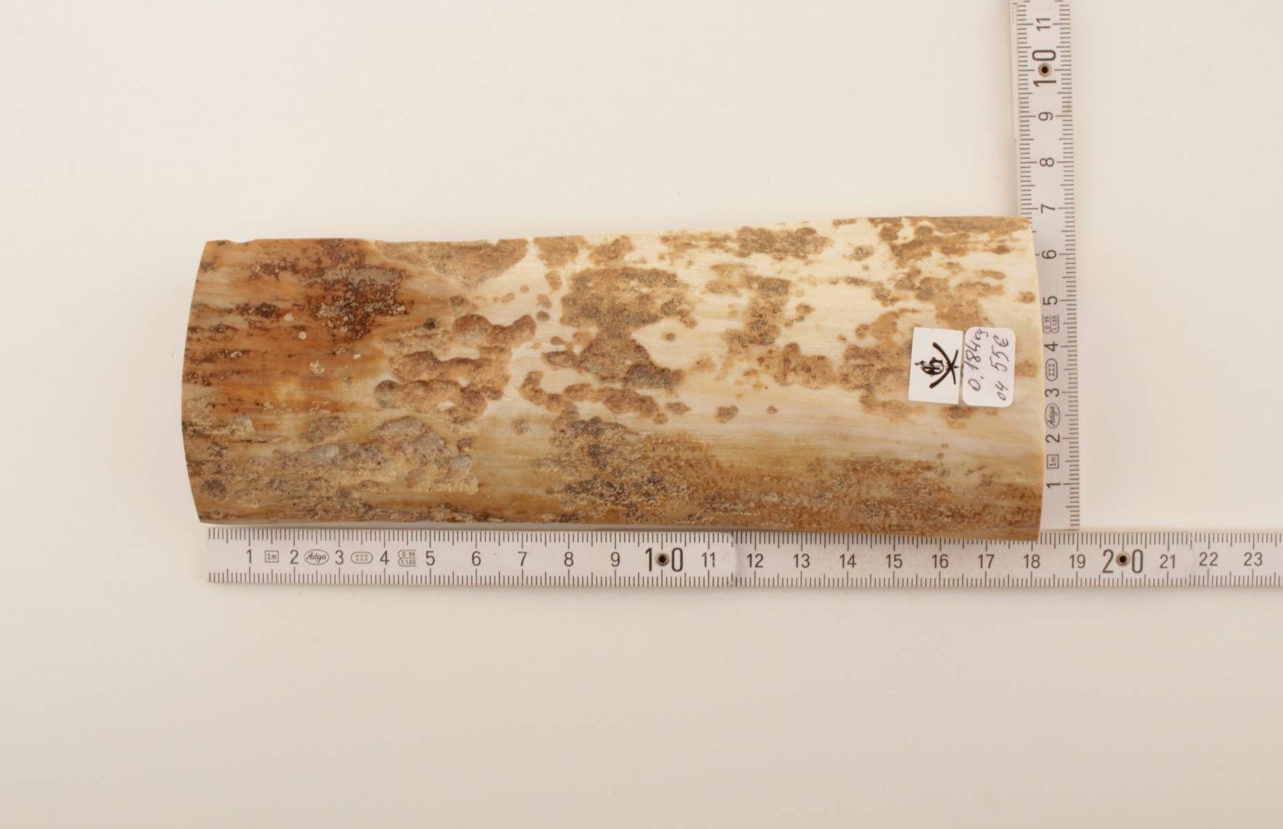 White-beige mammoth bark