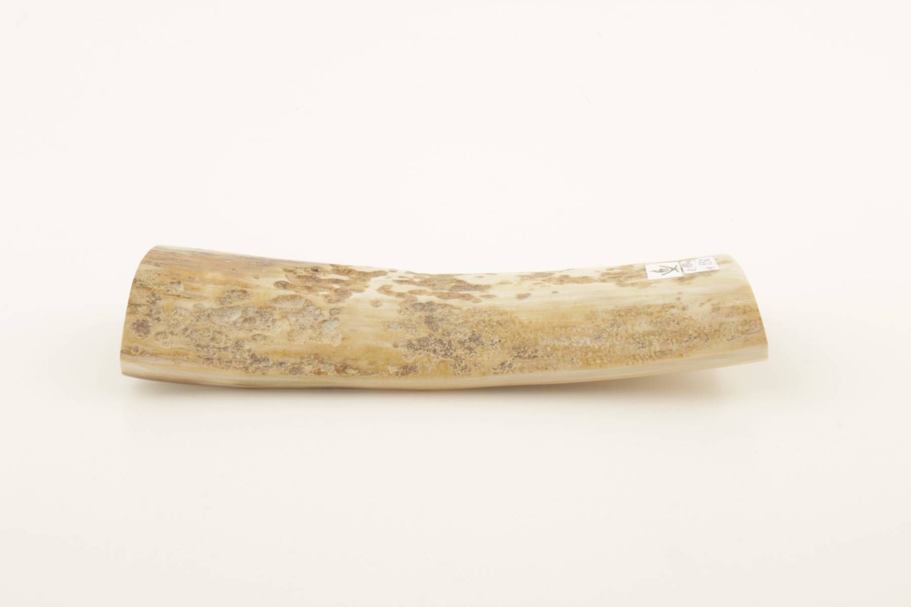 White-beige mammoth bark