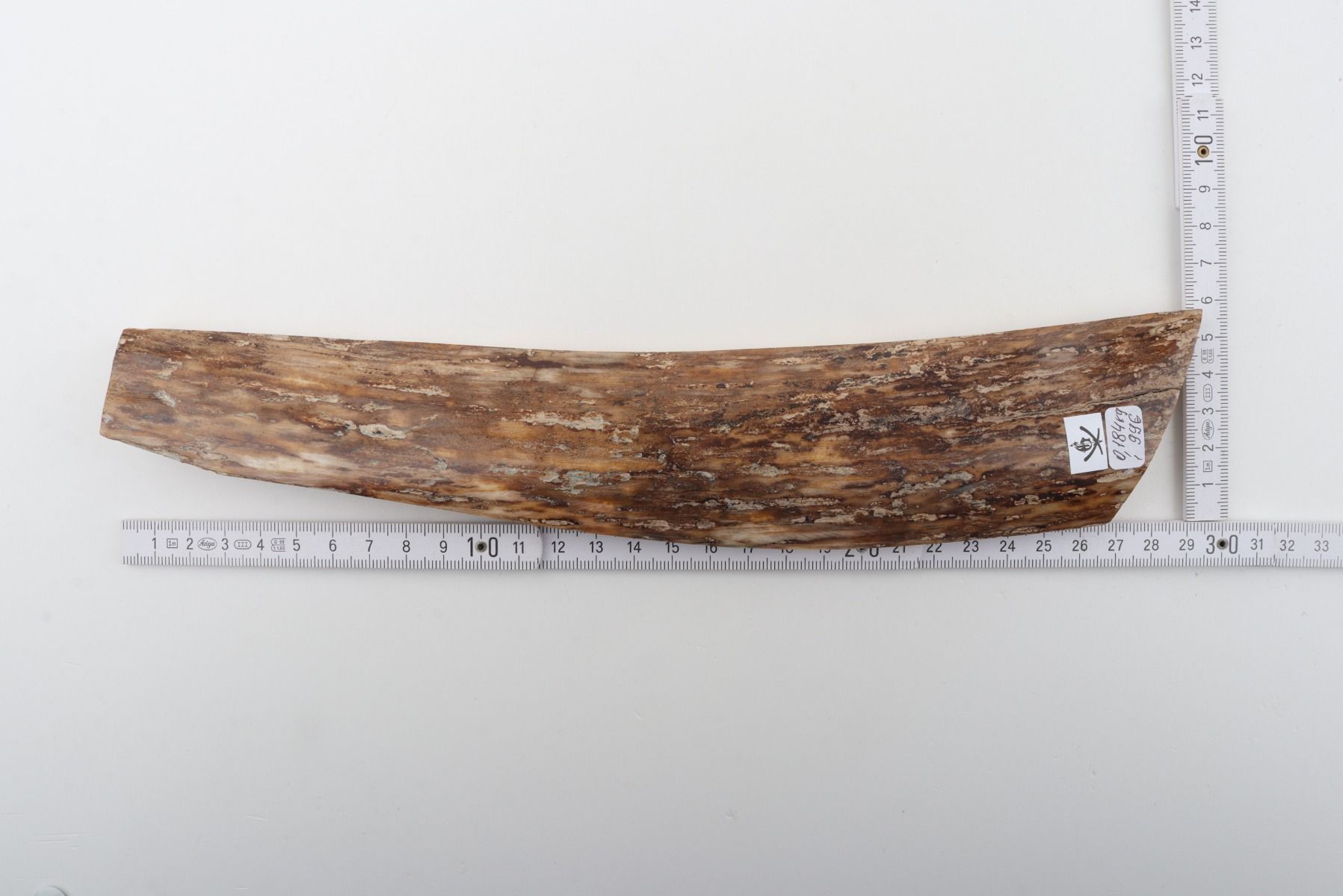 Beige-brown mammoth bark